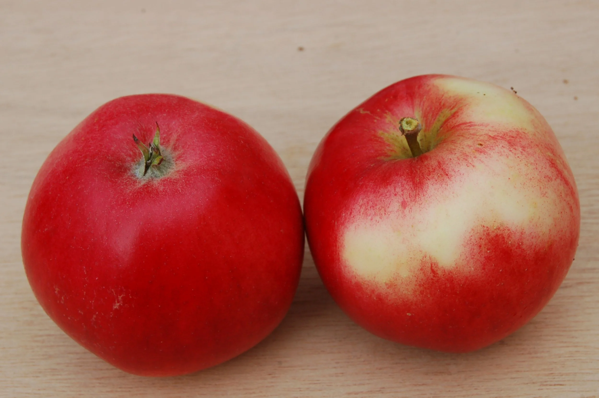 Eple Sort Akane 05.09.2009 AL.JPG