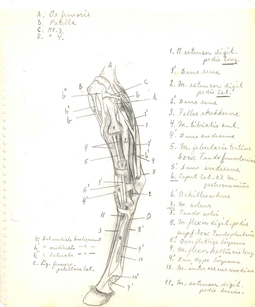 Fargetegninger. Muskelatur. Notater av Tor Lie Ulstein 