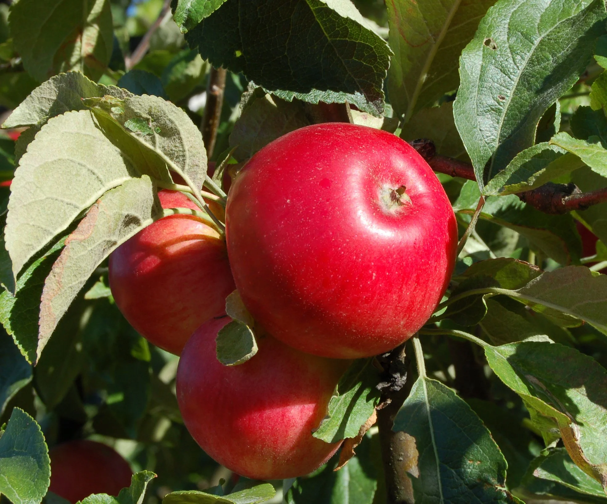 Eple Sort Akane 09.09.2007 BA.JPG