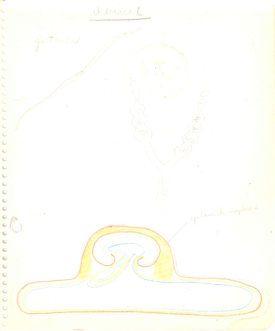 Fargetegninger. Jur og placenta mm. Notater av Tor Lie Ulstein 