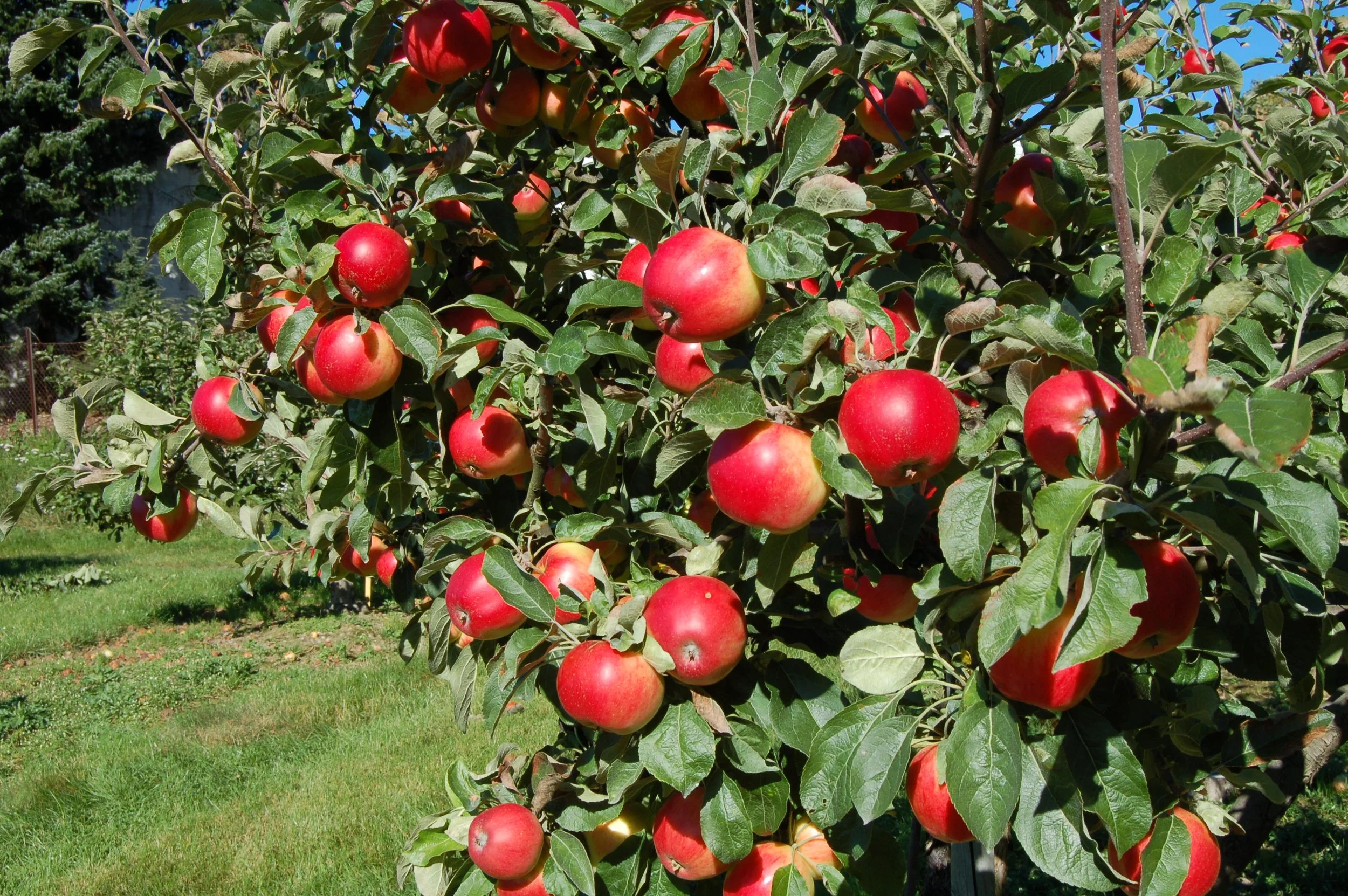 Eple Sort Akane Sept 2005 AS.jpg