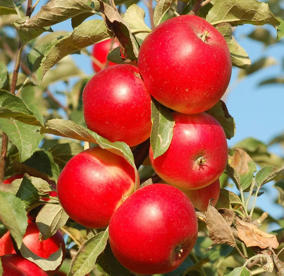 Eple Sort Akane 22.09.2006 EA.jpg