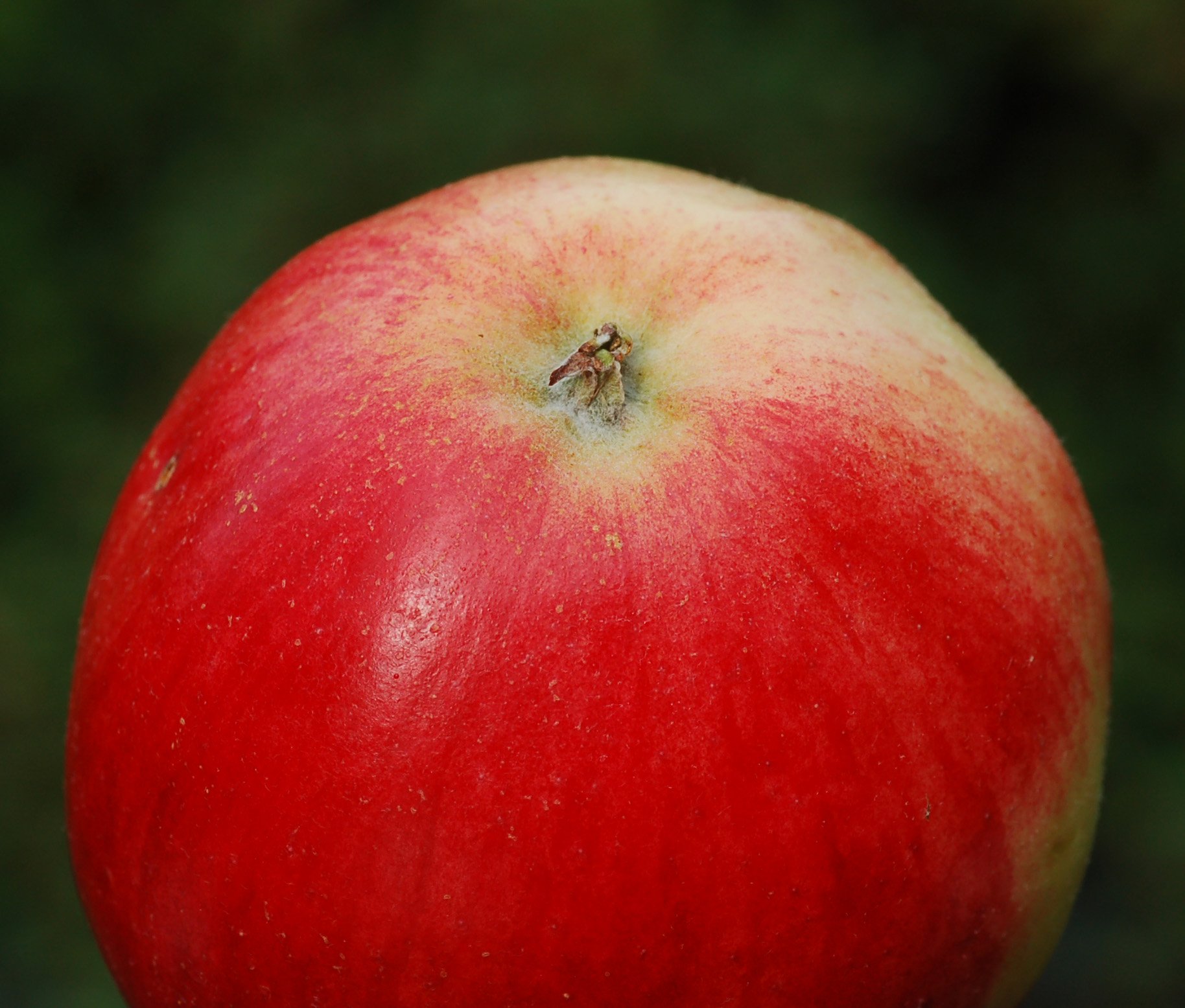 Eple Sort Akane 13.09.2008 A.jpg