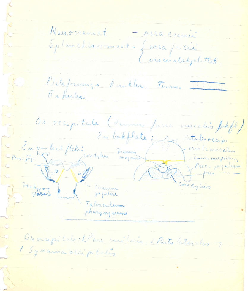 Anatomi. Kar og nerver. Notater Tor Lie Ulstein