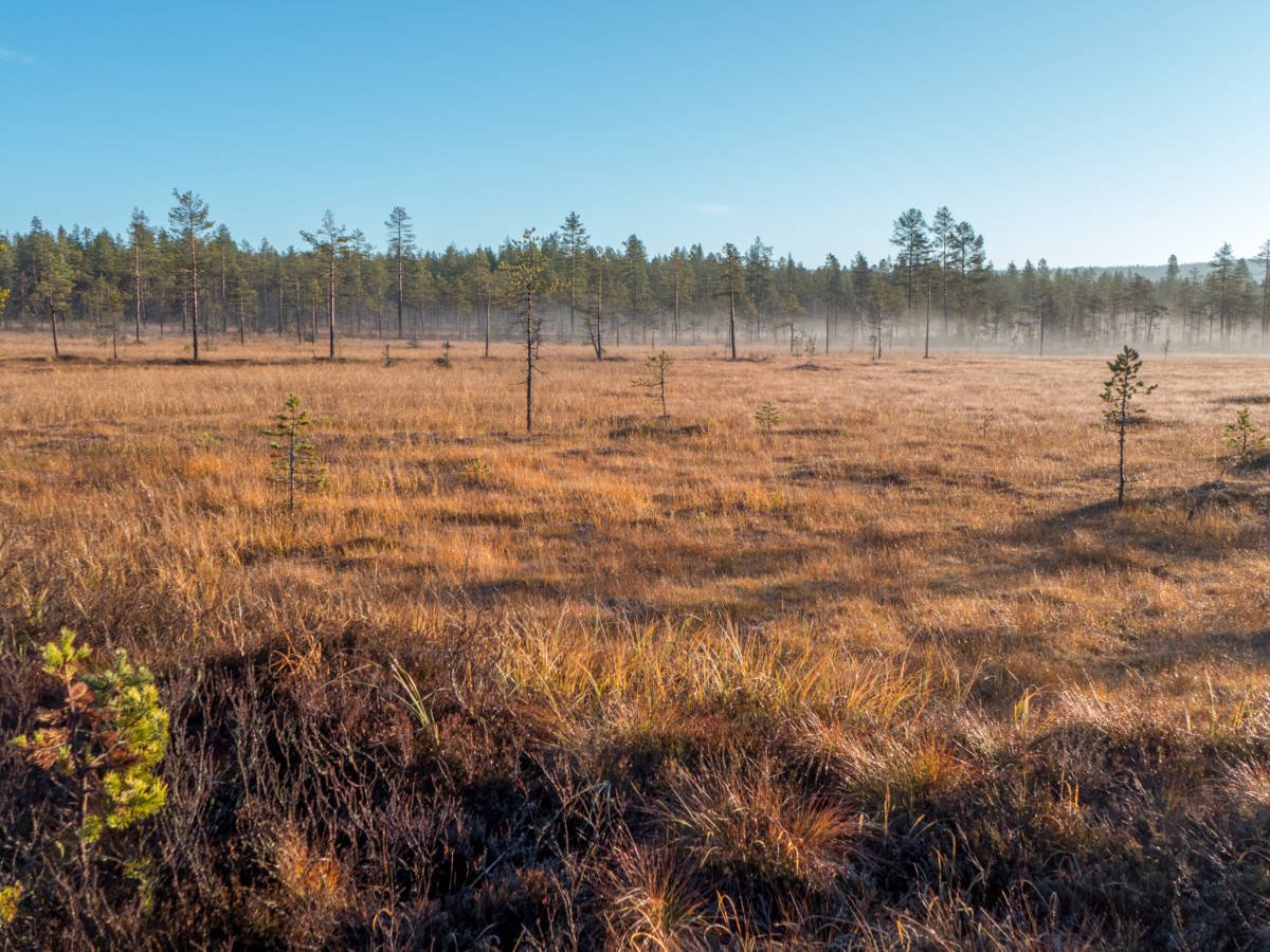 Myrlandskap ved morgengry med klar himmel og skog i horisonten. Myra forteller om
