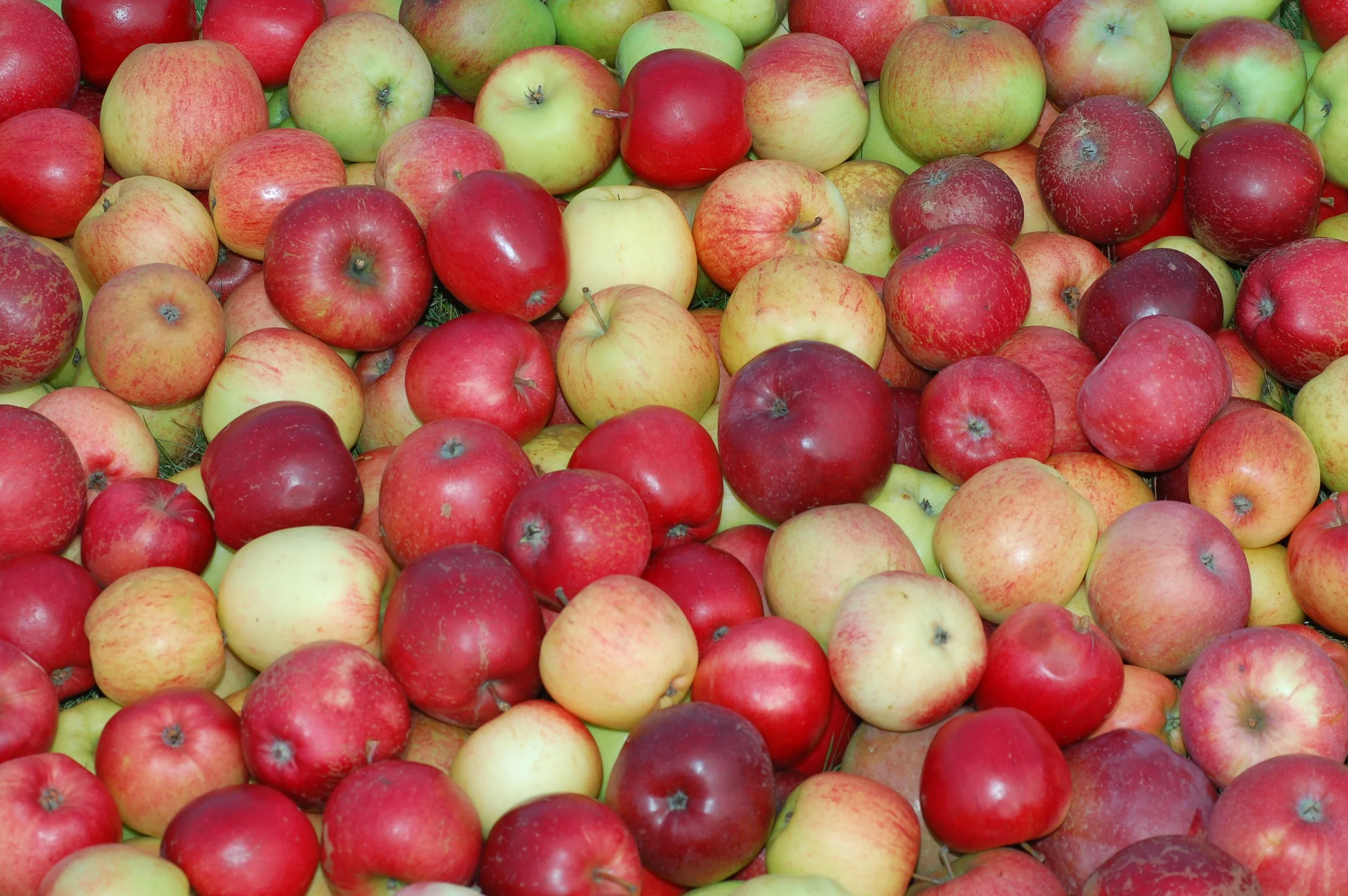 Eple Eplehaug 07.10.2013 A.JPG