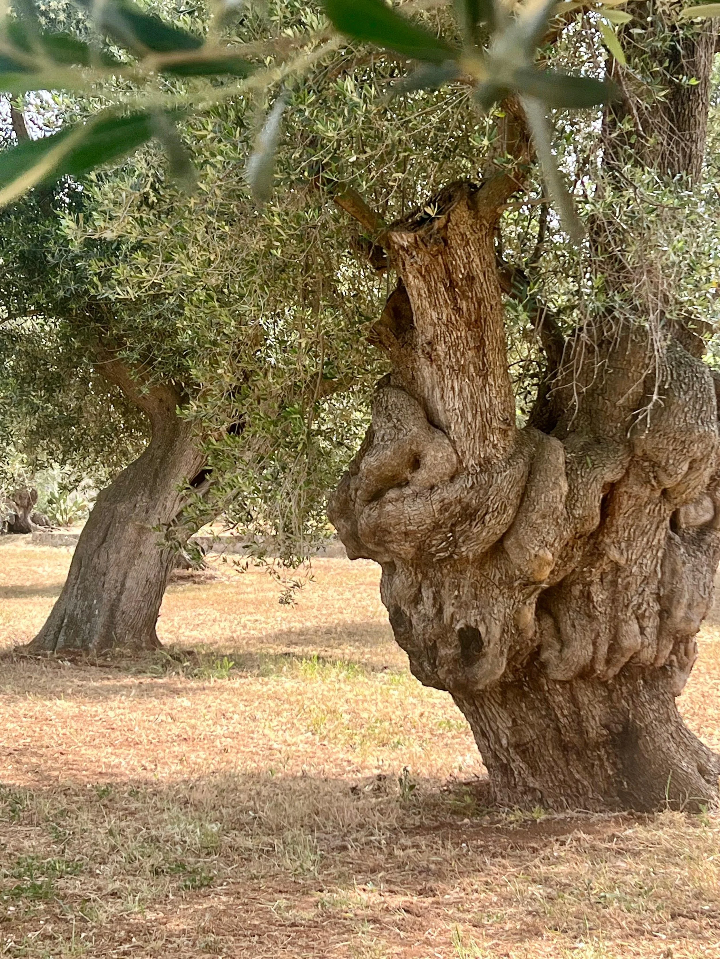 Alberi Monumentali di Ostuni - A.M.O. Puglia Olive Trees