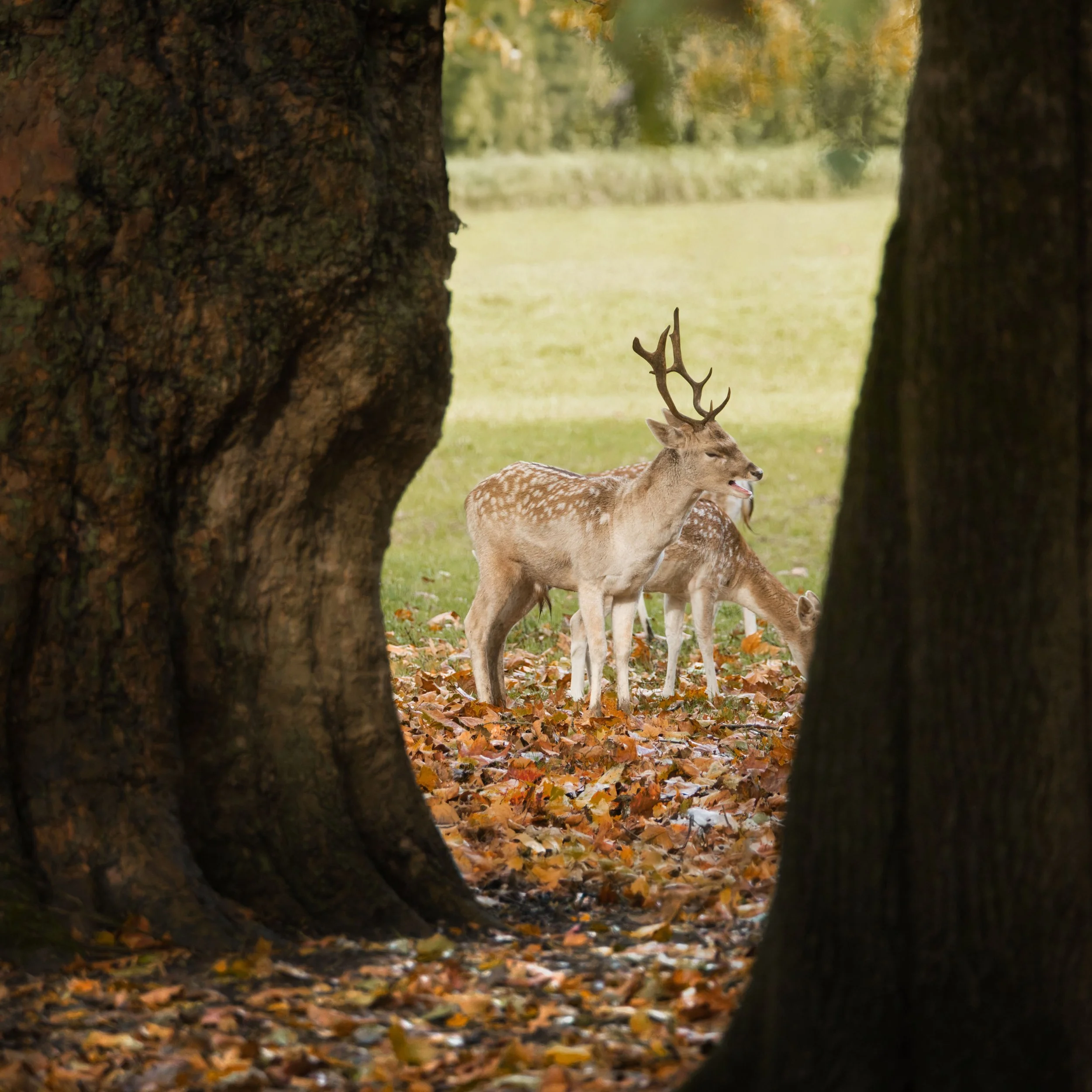 The Hunting-Land Rush Is Real: Buy the Habitat, Not the Photos