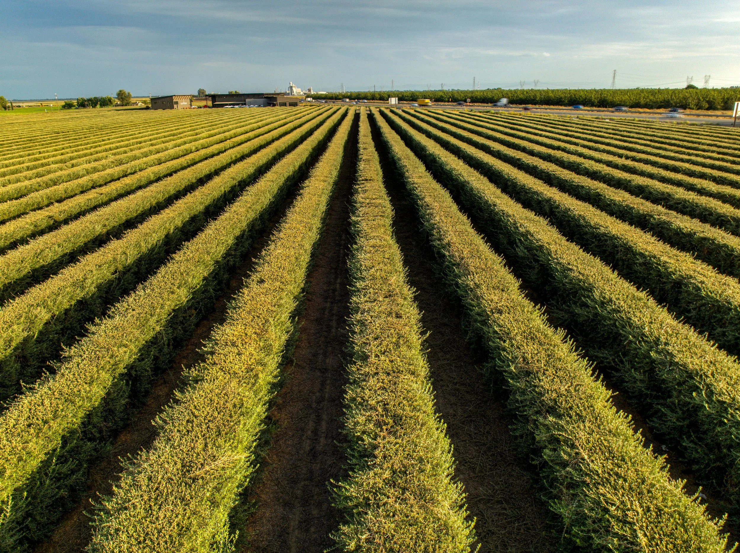 The Dirt Is Waiting: Late Summer Food Plots and Fall Land Prep