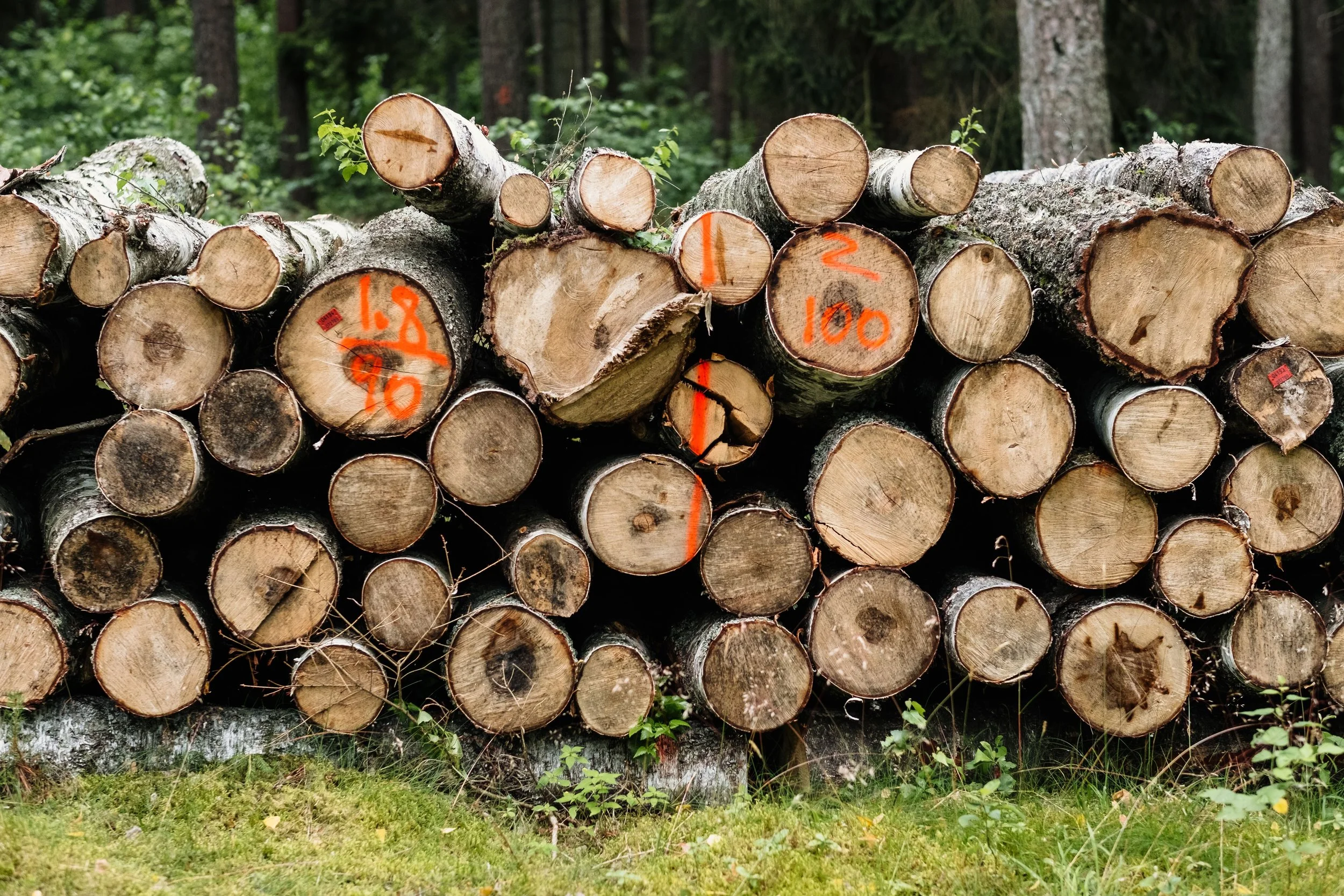 The Fall Timber Mark