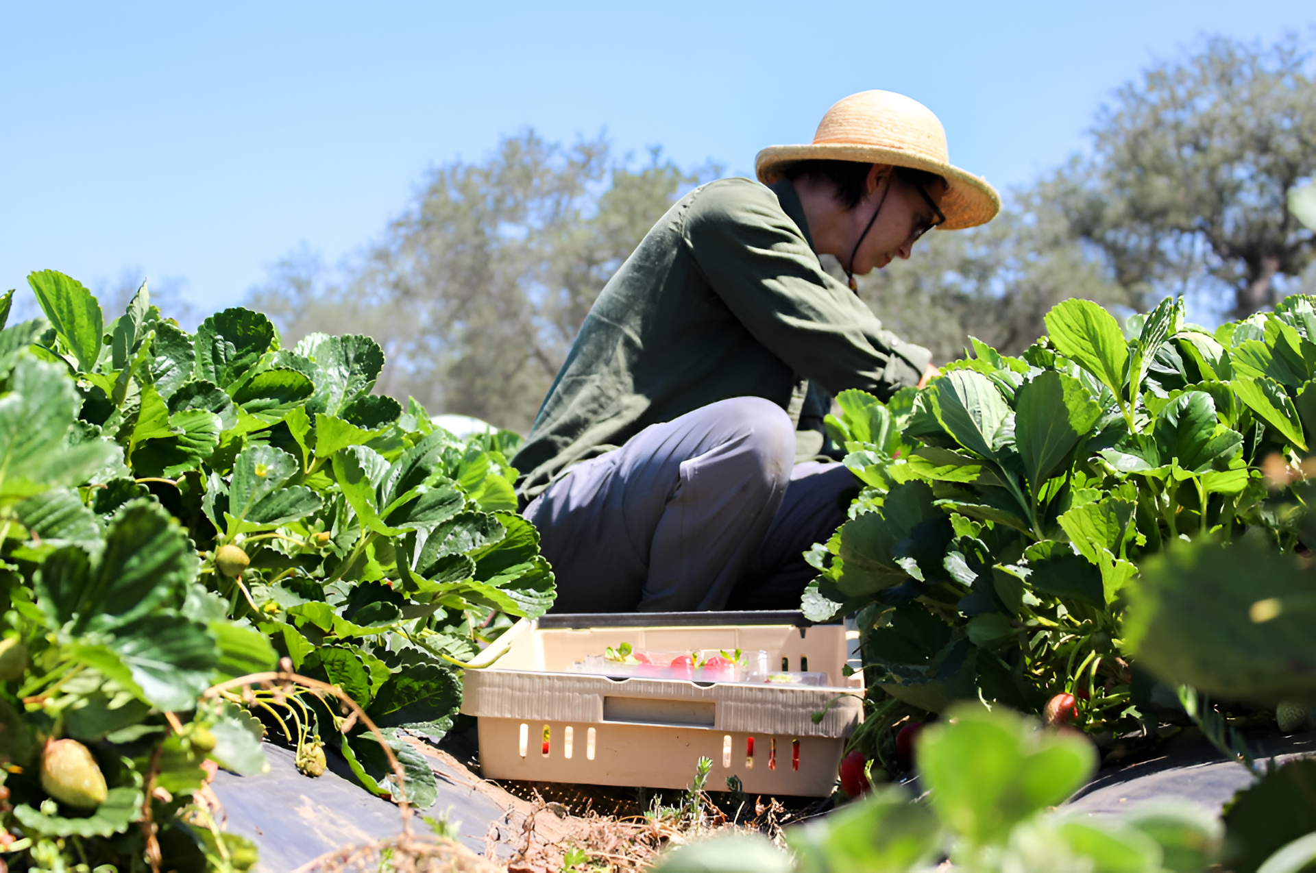 Person harvesting strawberries in a field, wearing a straw hat and glasses, with a basket of strawberries in front.
