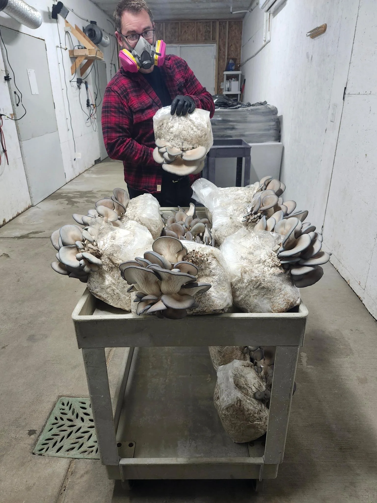 A man wearing a respirator mask, gloves, and glasses, holding a large piece of oyster mushroom growing on a block of substrate, standing behind a metal table with more mushrooms and substrate blocks in a workshop or mushroom farm setting.