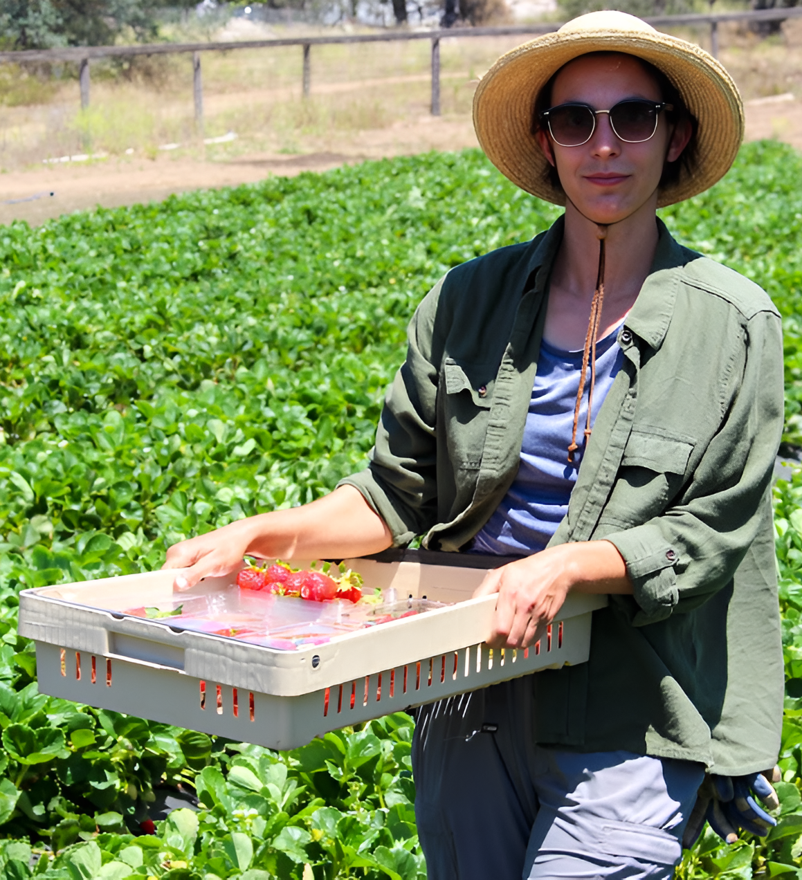 Person harvesting strawberries in a field, wearing sunglasses, a wide-brimmed hat, a green jacket, and gray pants, holding a tray of freshly picked strawberries.
