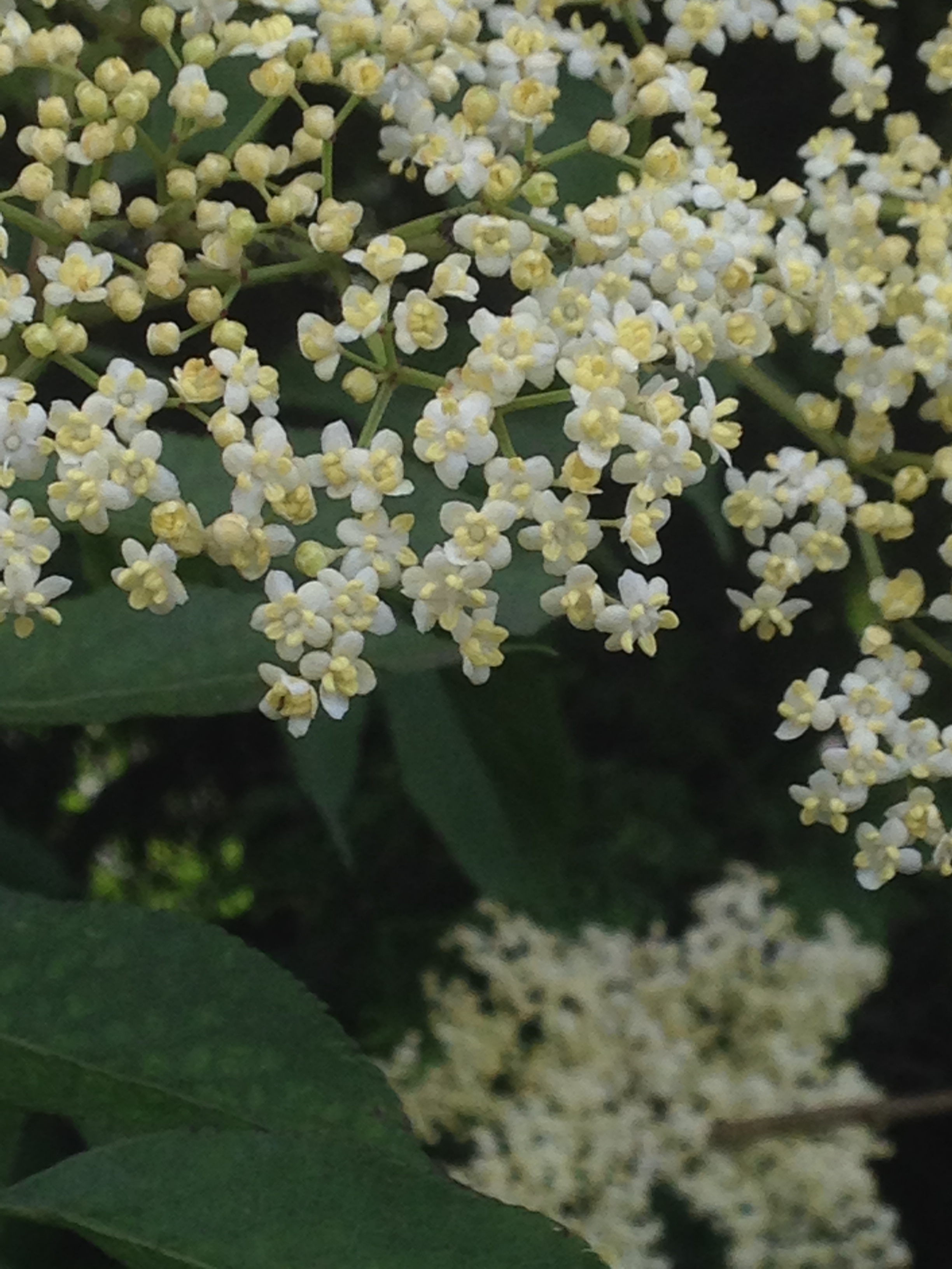 Stories of Trees: Elder