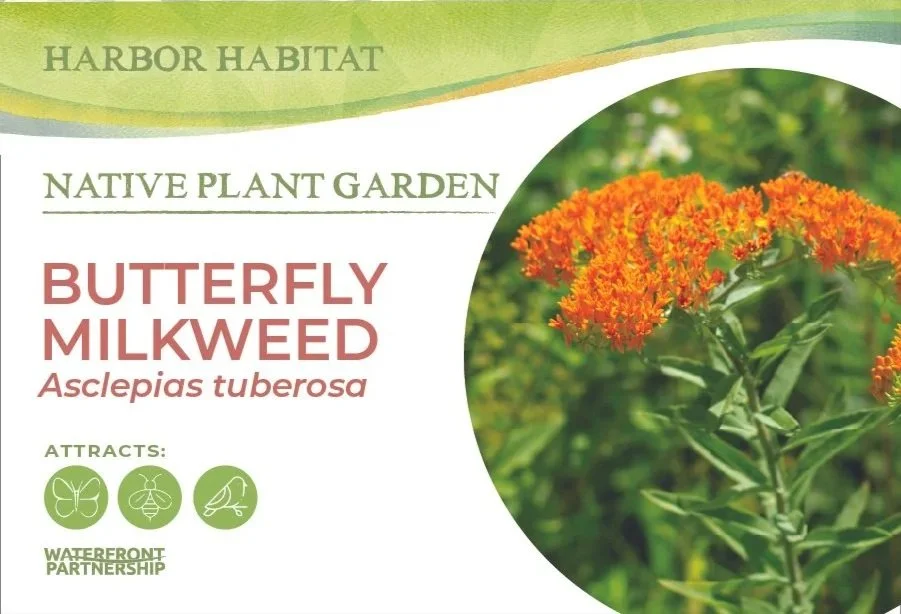 4x6_Sign_AsclepiasTuberosa+Milkweed.jpg