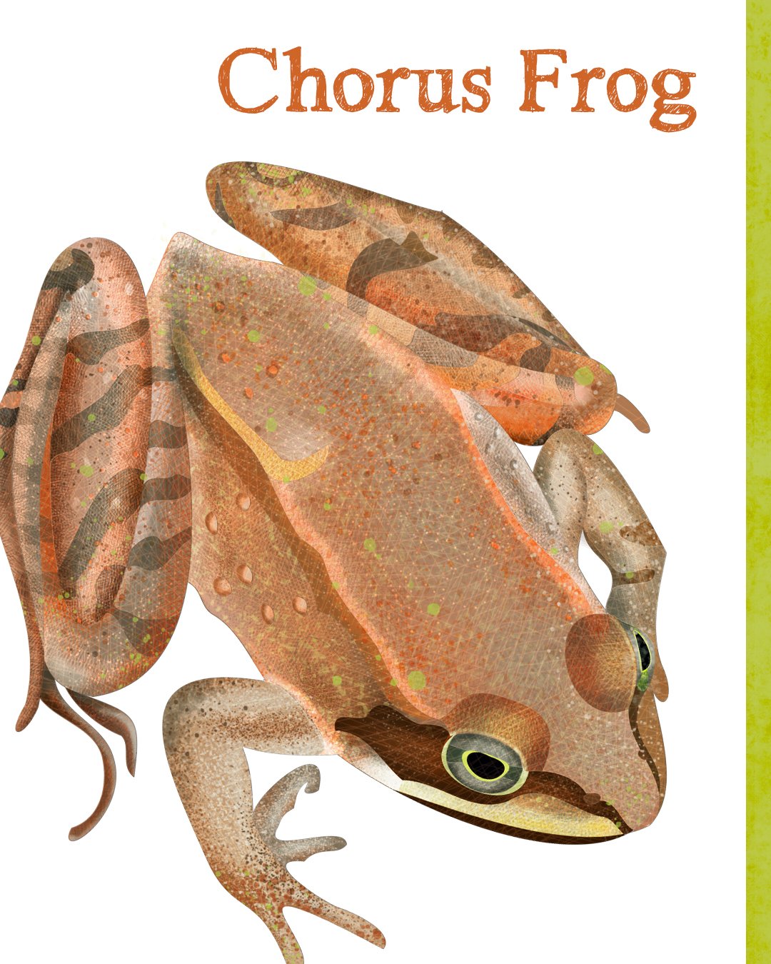 All Animals alone with their names 4.jpg