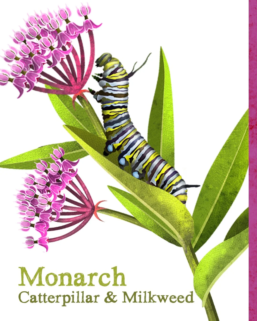 All Animals alone with their names 12.jpg