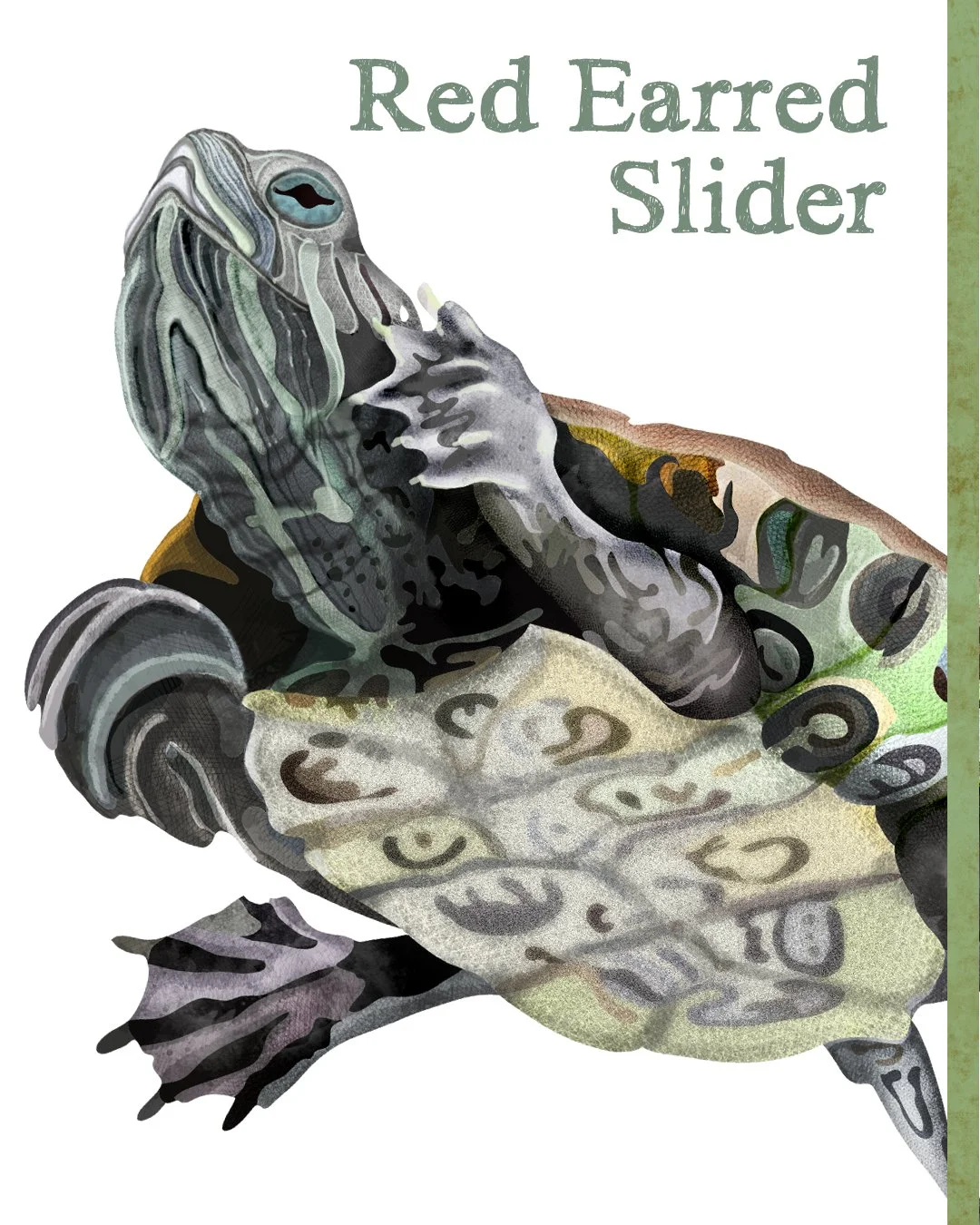 All Animals alone with their names 15.jpg