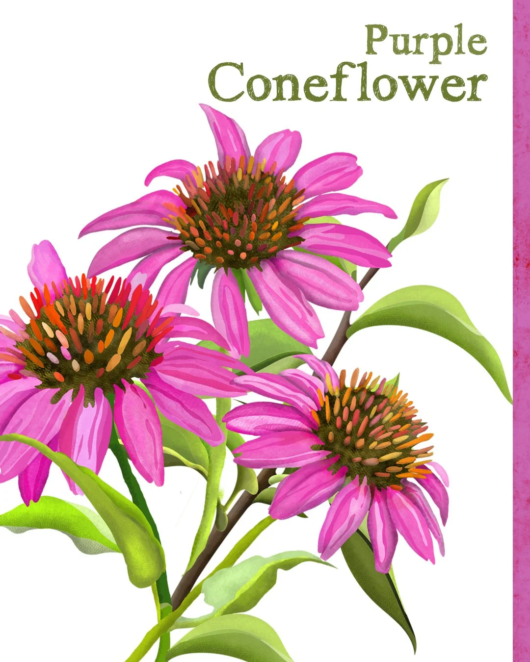 All Animals alone with their names 2.jpg