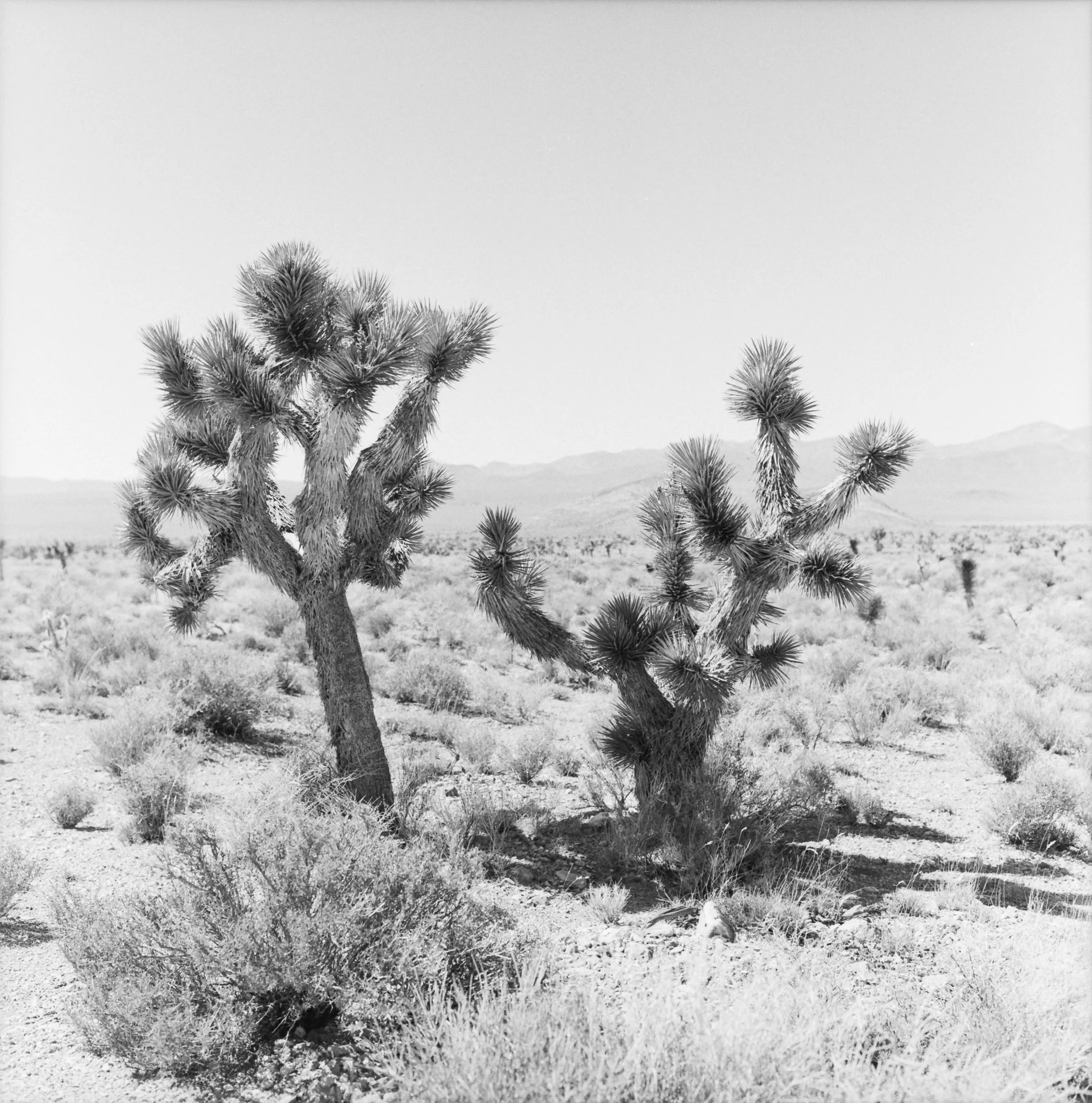 Joshua Tree, California