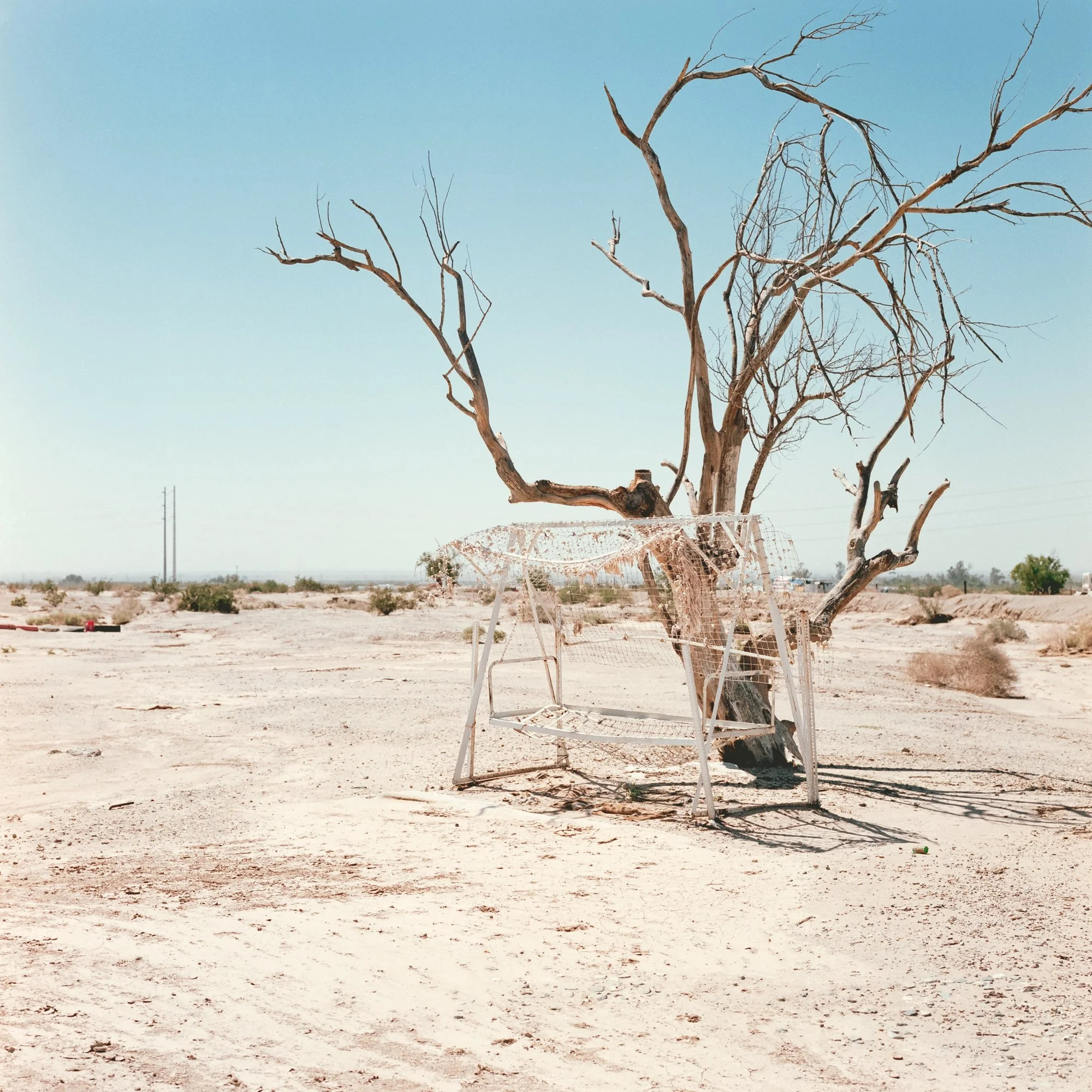 Withered Tree, California