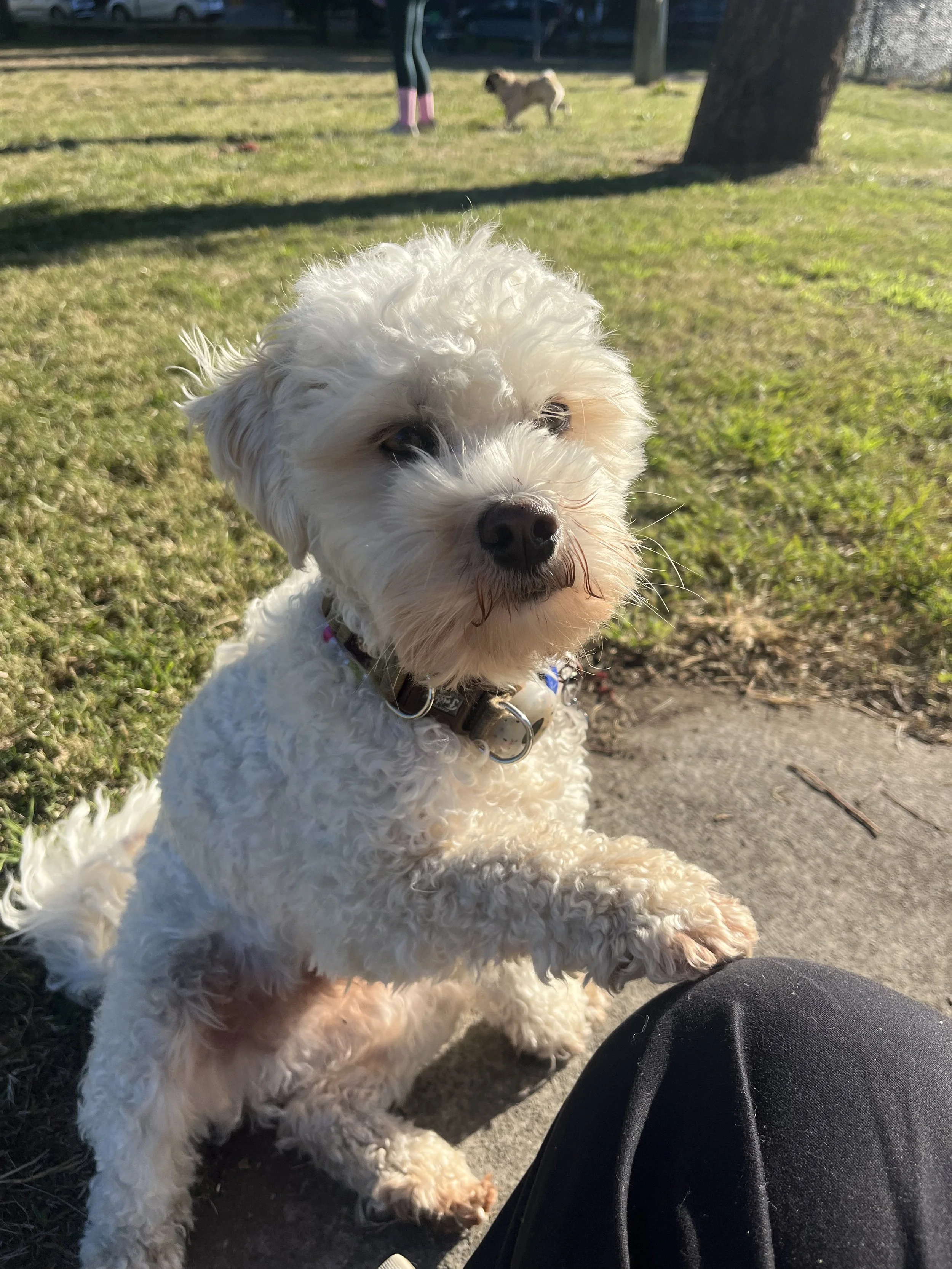 Alvarez the dog enjoying the Sunshine Coast — Alana's constant companion