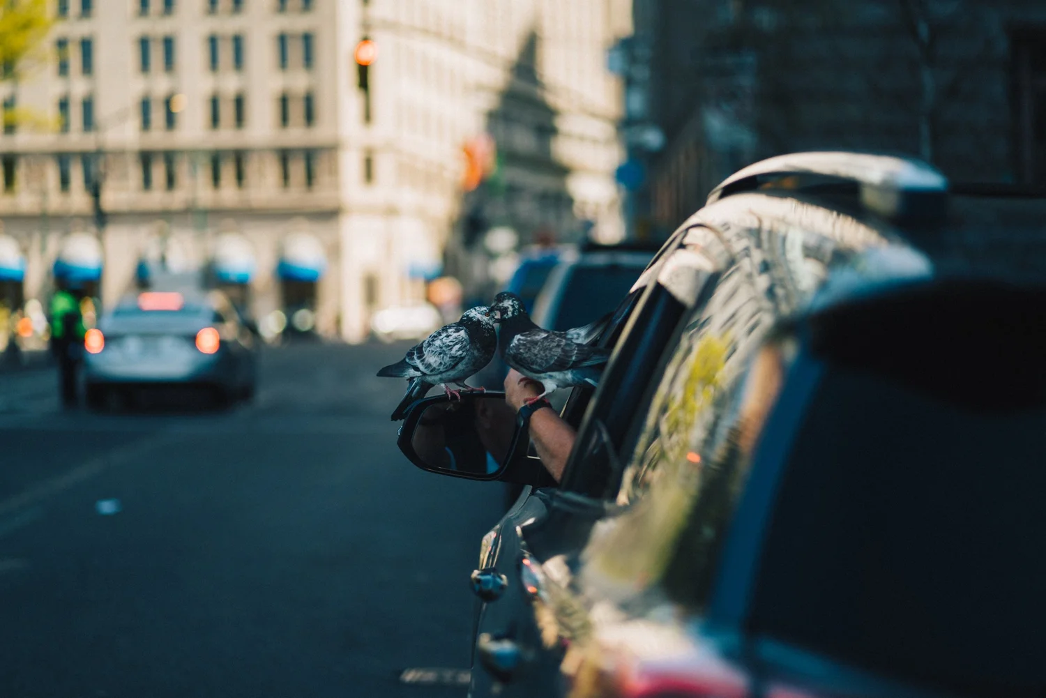 Two pigeons touching beaks on a car side mirror