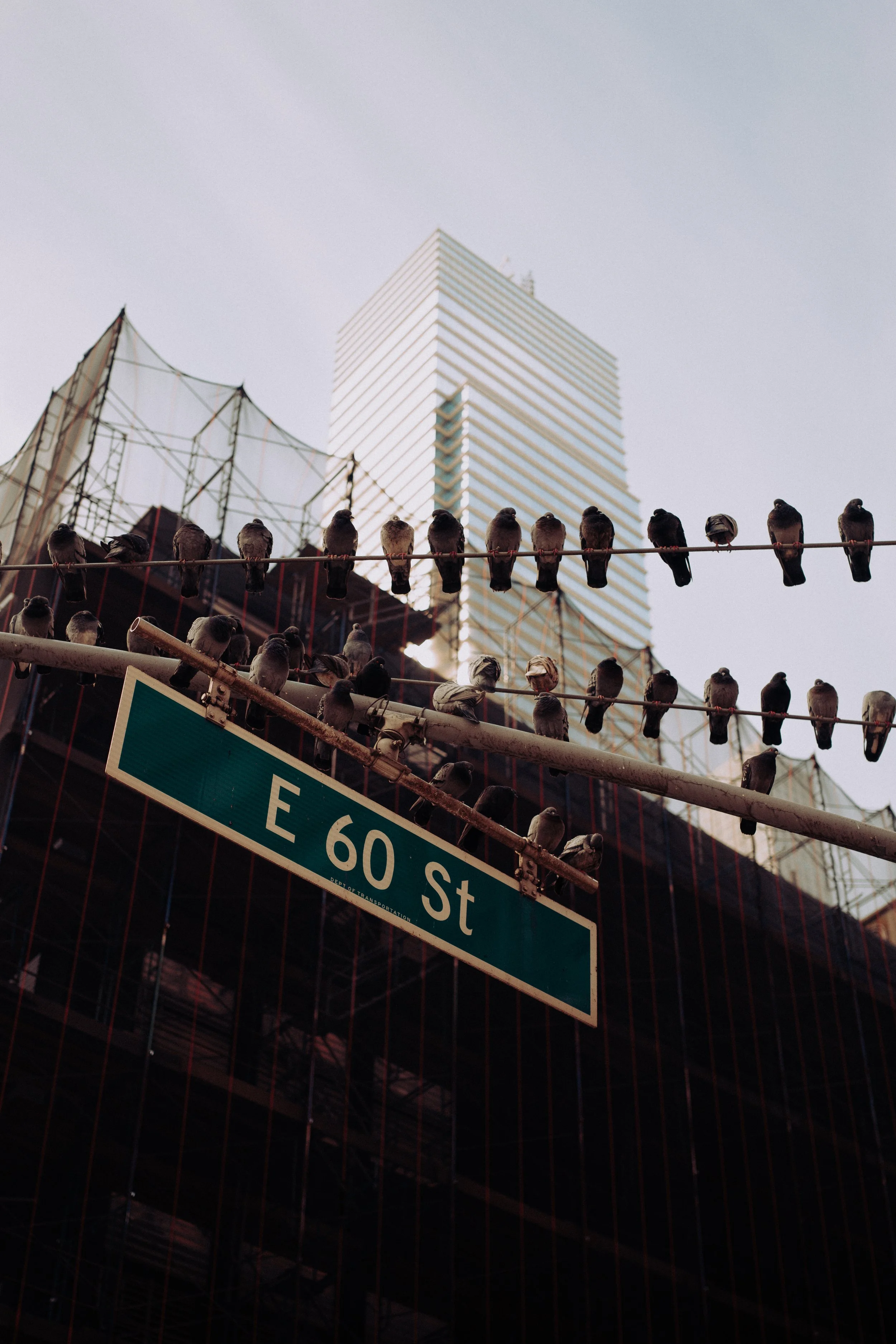 Pigeons perched on a traffic pole with a city skyscraper in the background and a street sign reading "E 60 St" in the foreground.