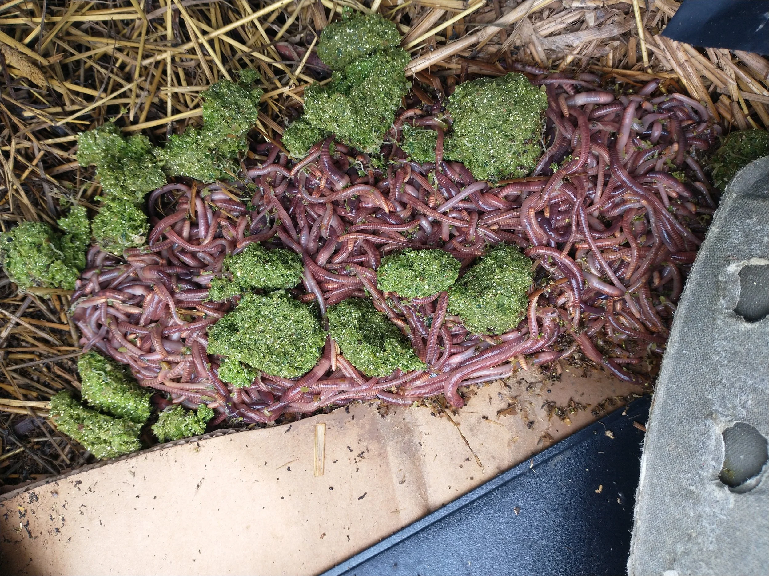Earth worm classifications