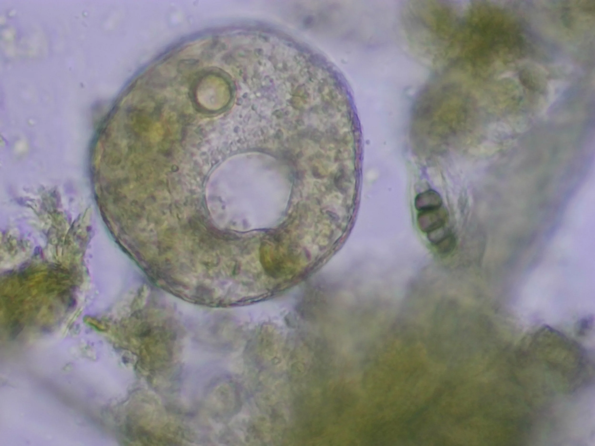 Beneficial Microbes & Worm Castings