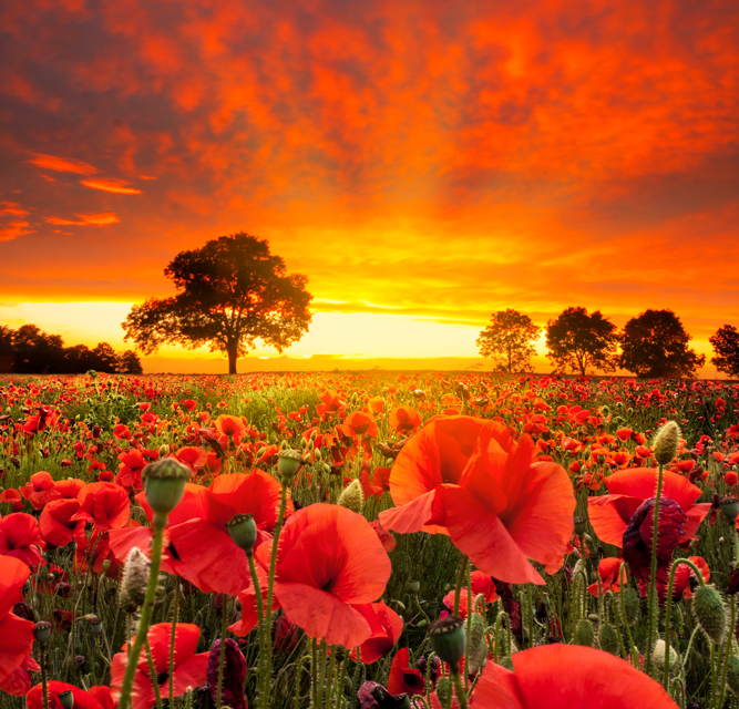 Remembrance Sunday Act of Remembrance