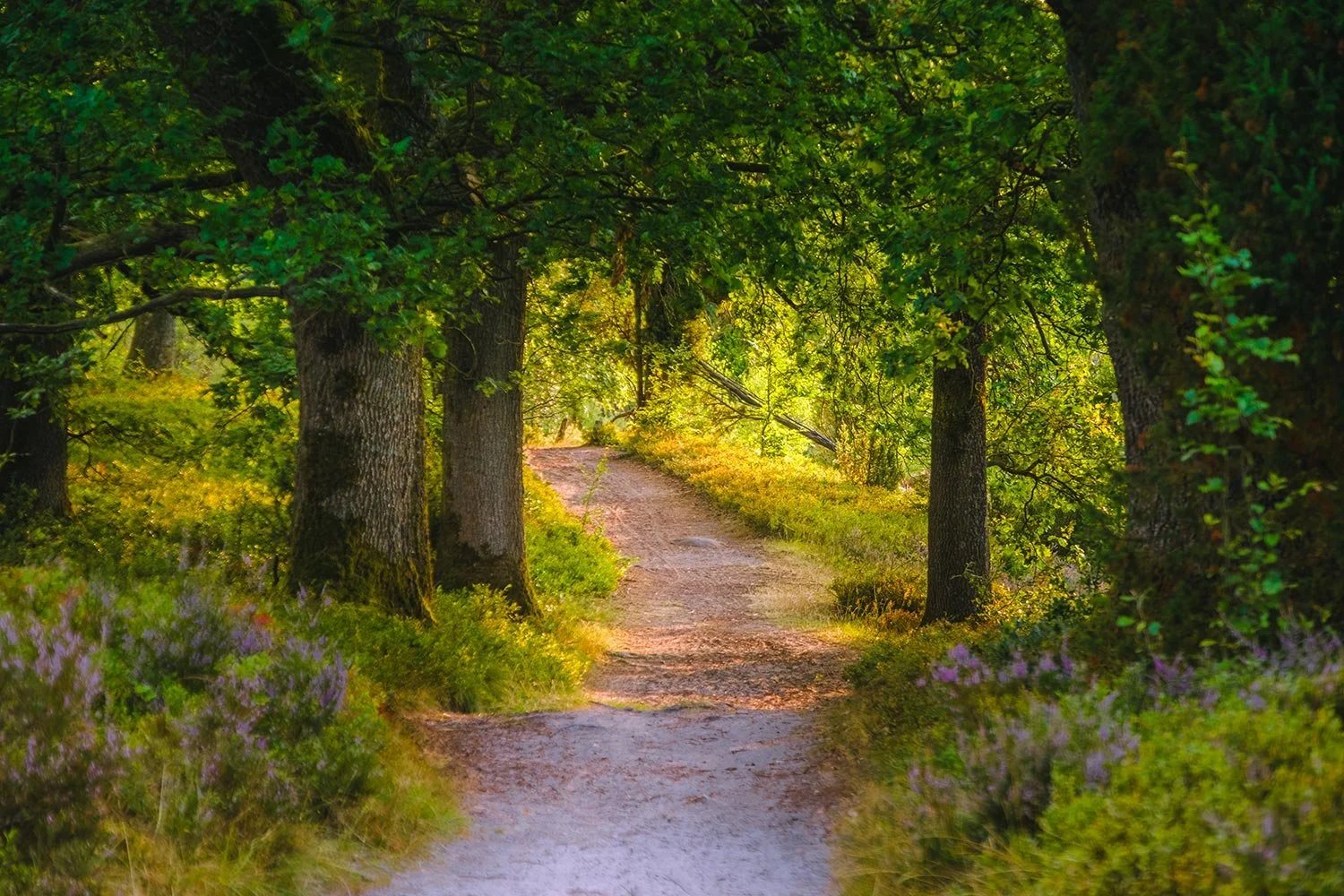 woodland-02.jpg