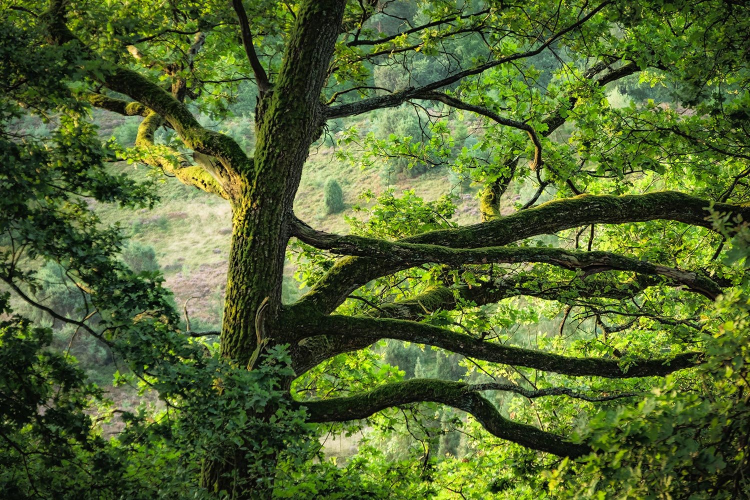 Ein großer Baum mit dicken, verzweigten Ästen und grünen Blättern in einem Wald.