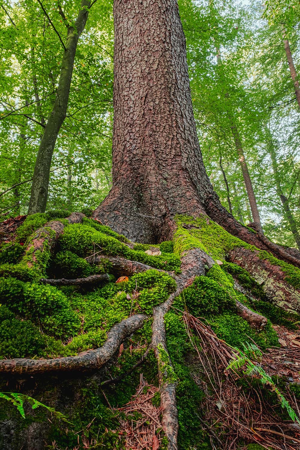 woodland-09.jpg