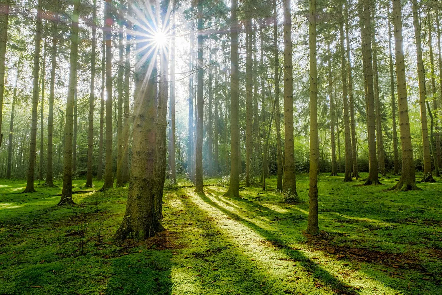 woodland-010.jpg