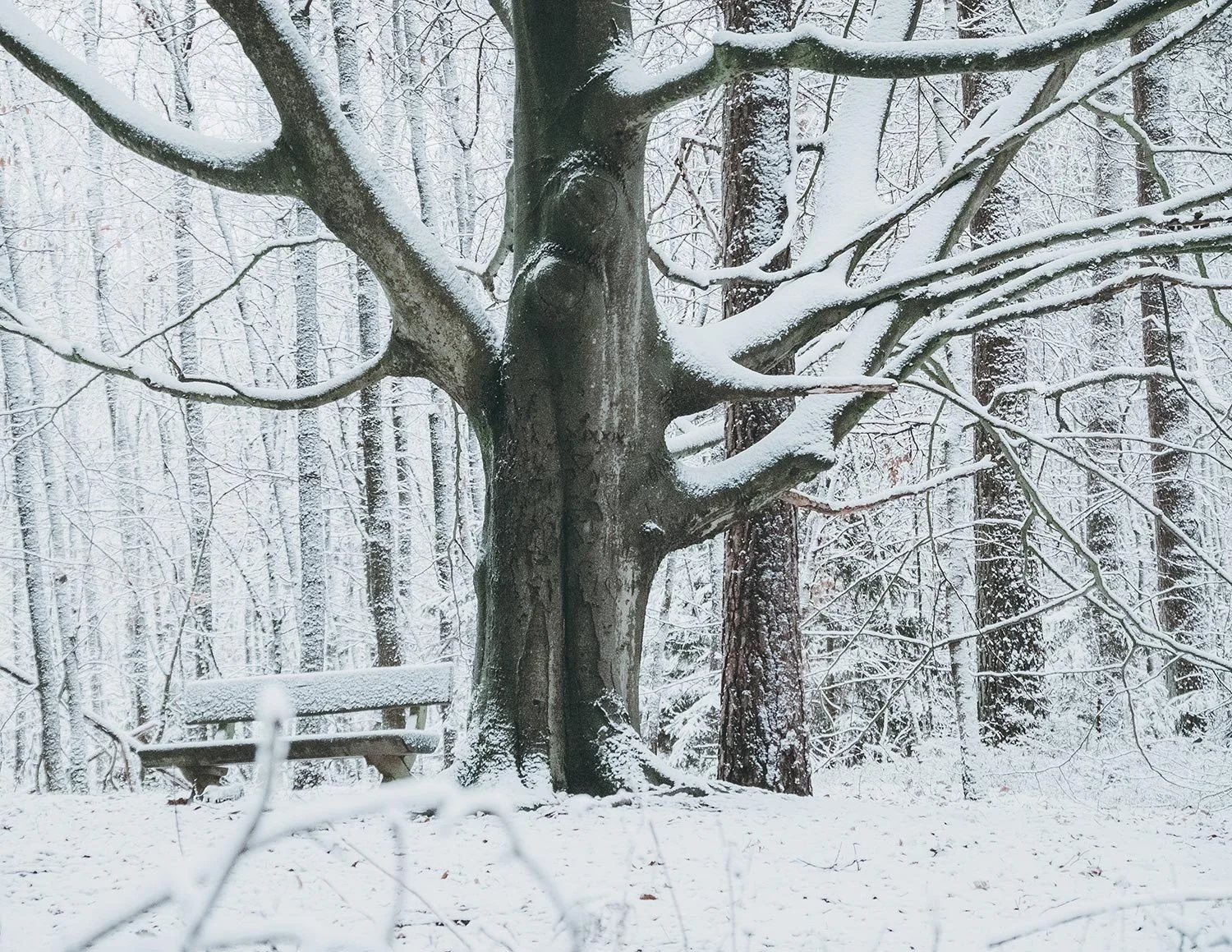 woodland-08.jpg