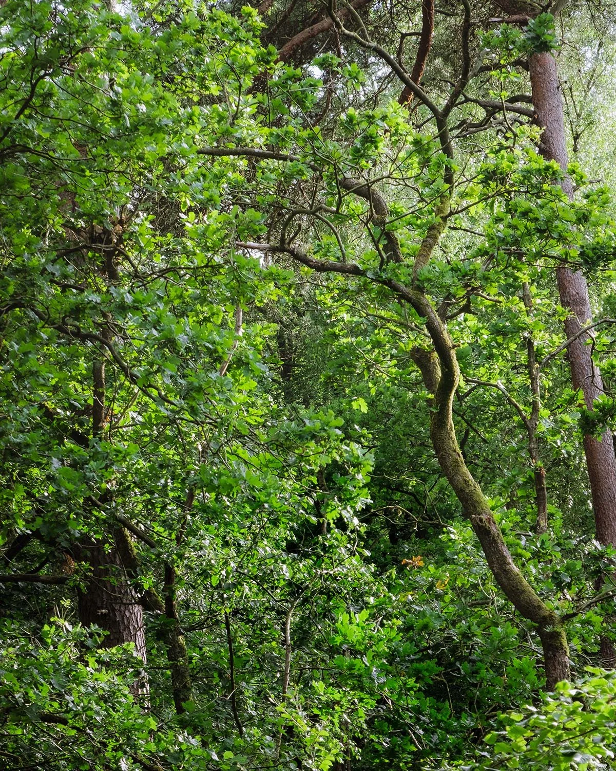 woodland-03.jpg