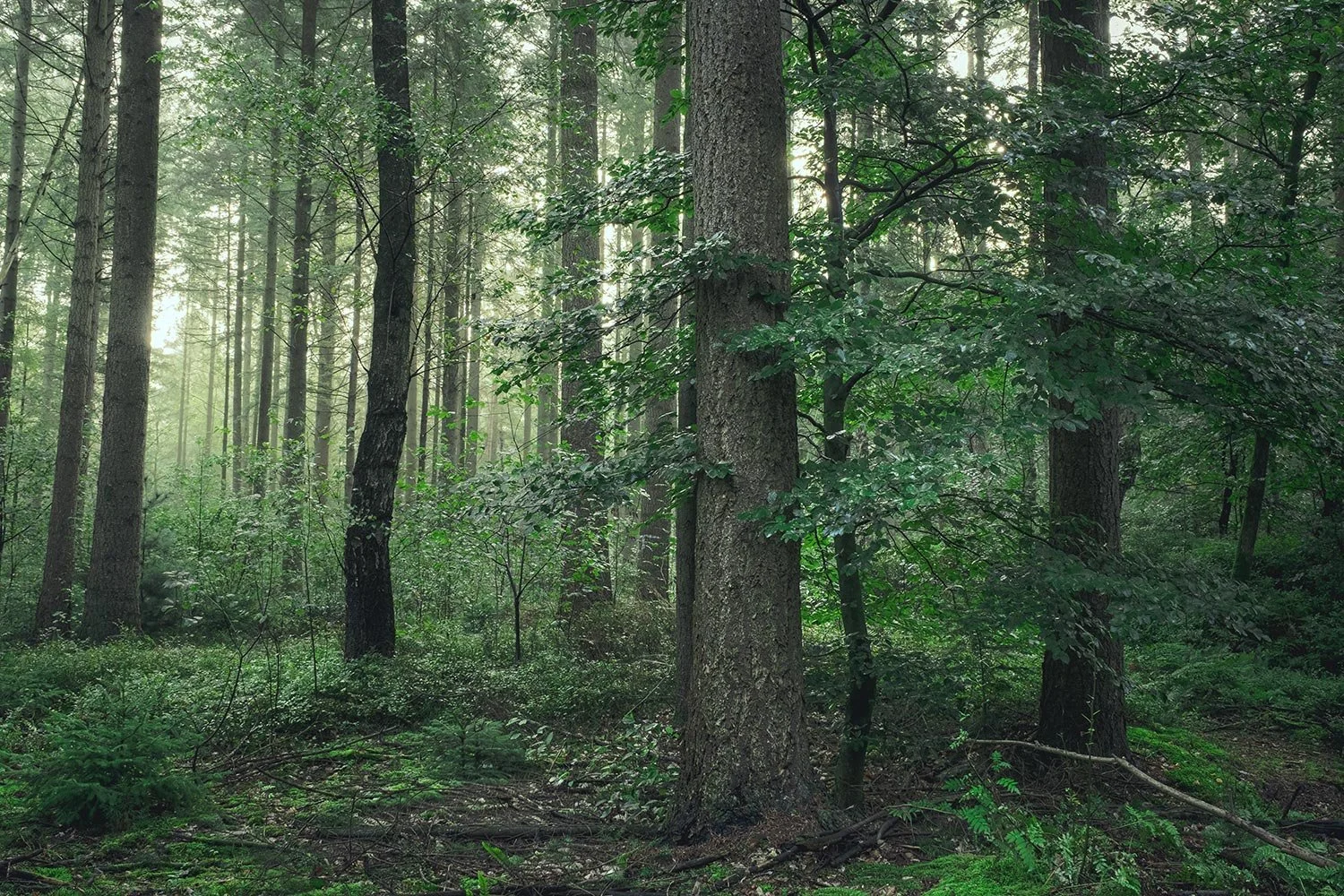 woodland-04.jpg