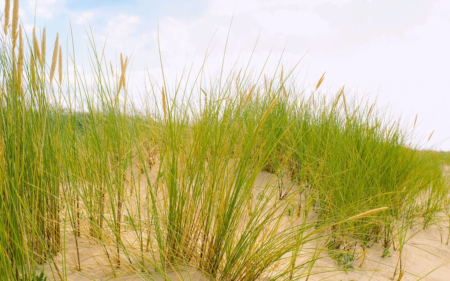 Sanddünen mit grasbedeckter Oberfläche und Himmel im Hintergrund.