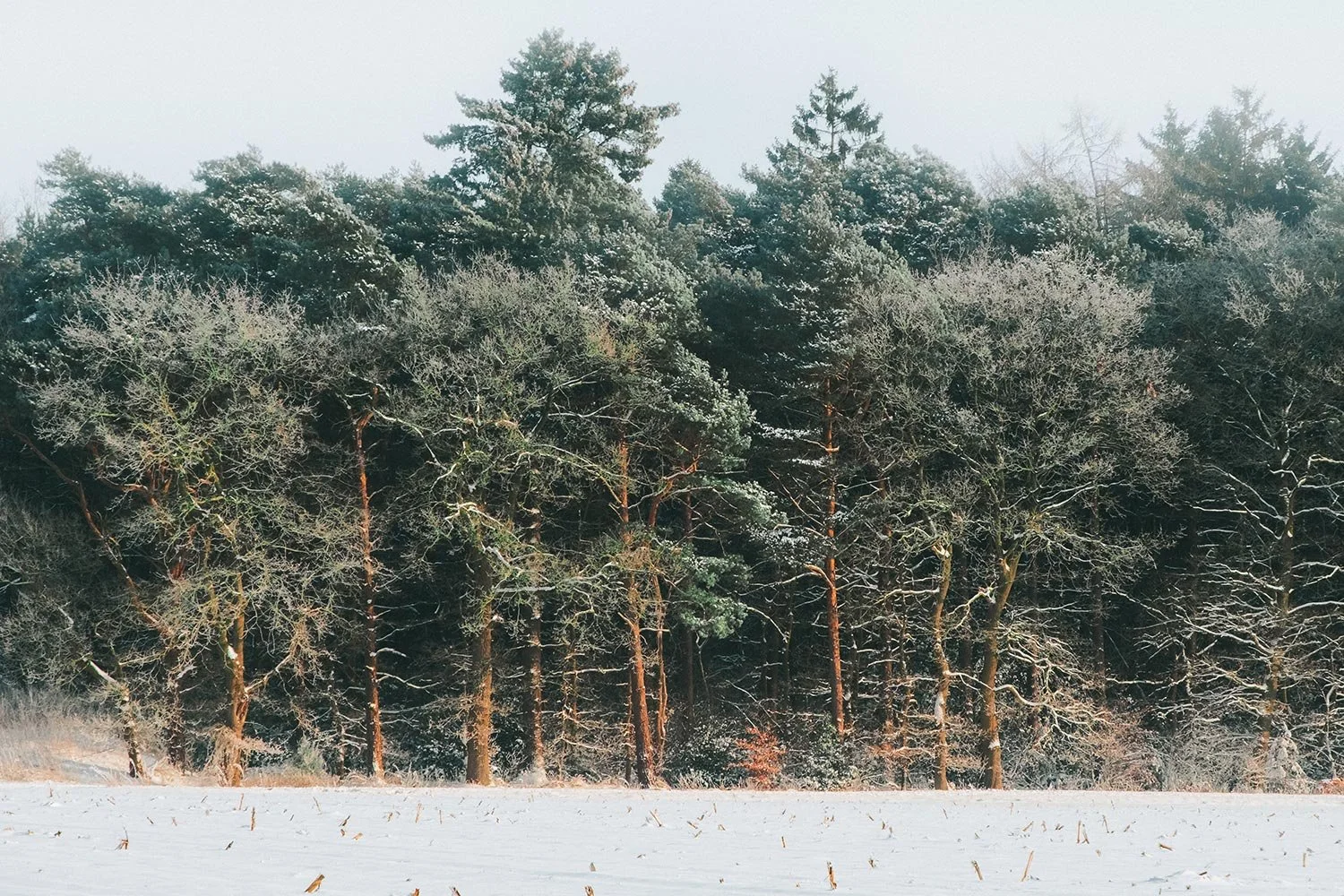 woodland-06.jpg