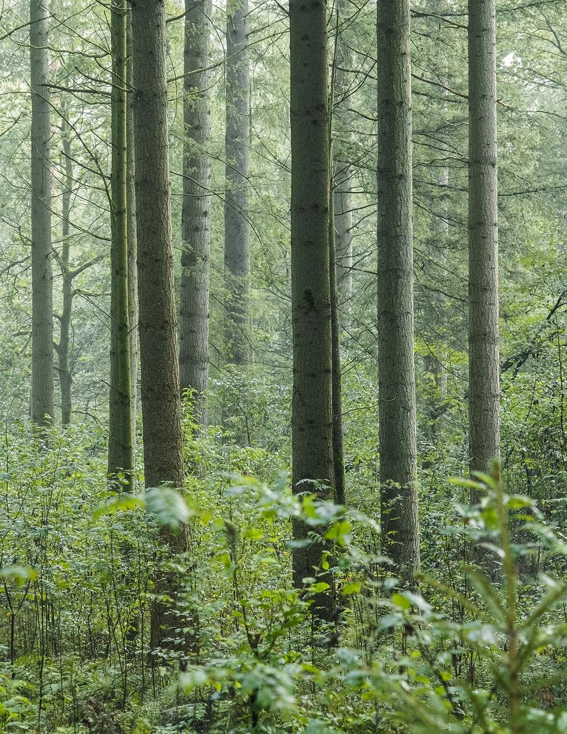 woodland-05.jpg