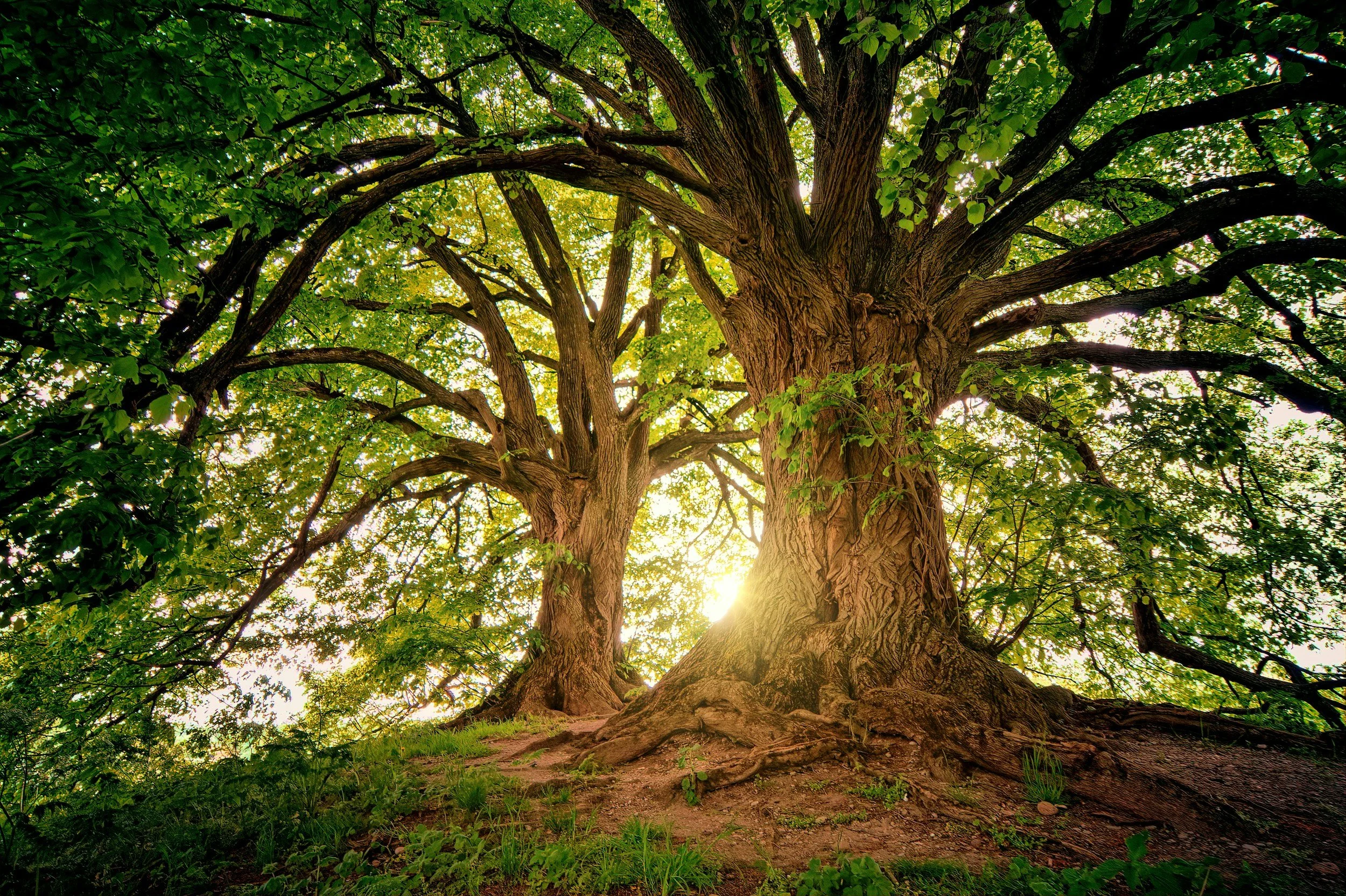 Relationally Rooted Series w/Rebecca Wong