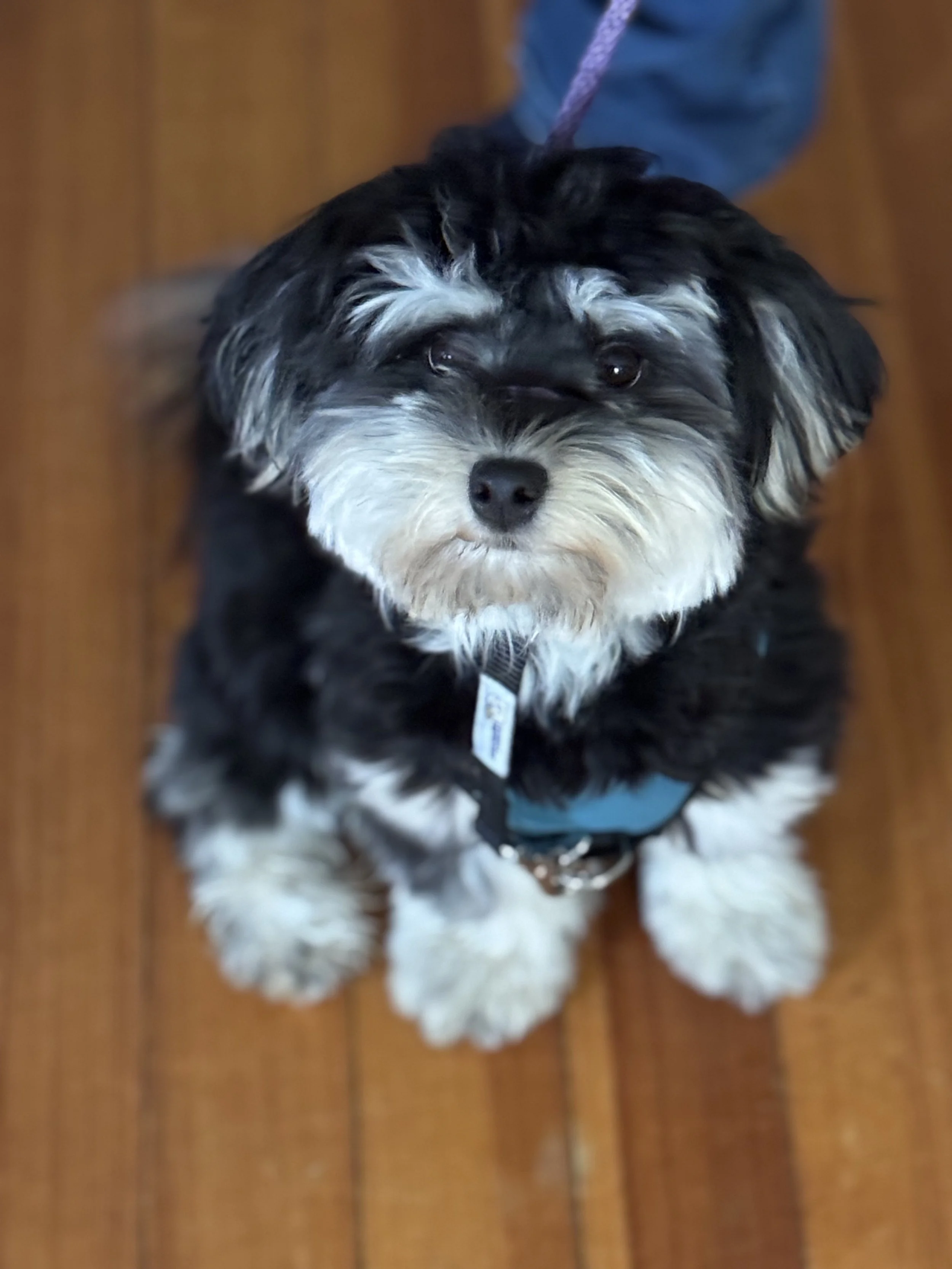 Maizie.jpg
