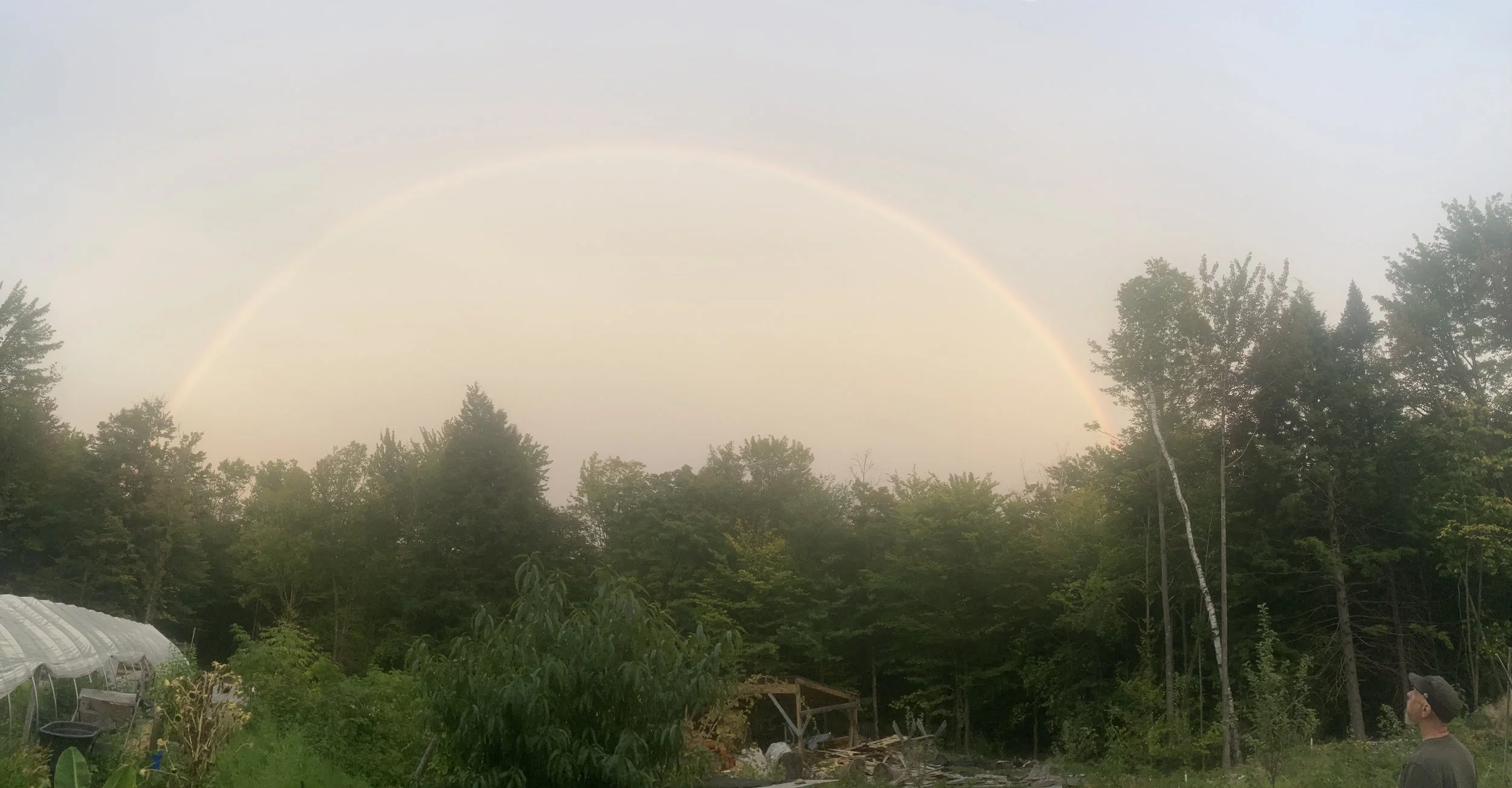 A rainbow arching across the sky above a lush green forest, with a person standing to the right looking up at it.