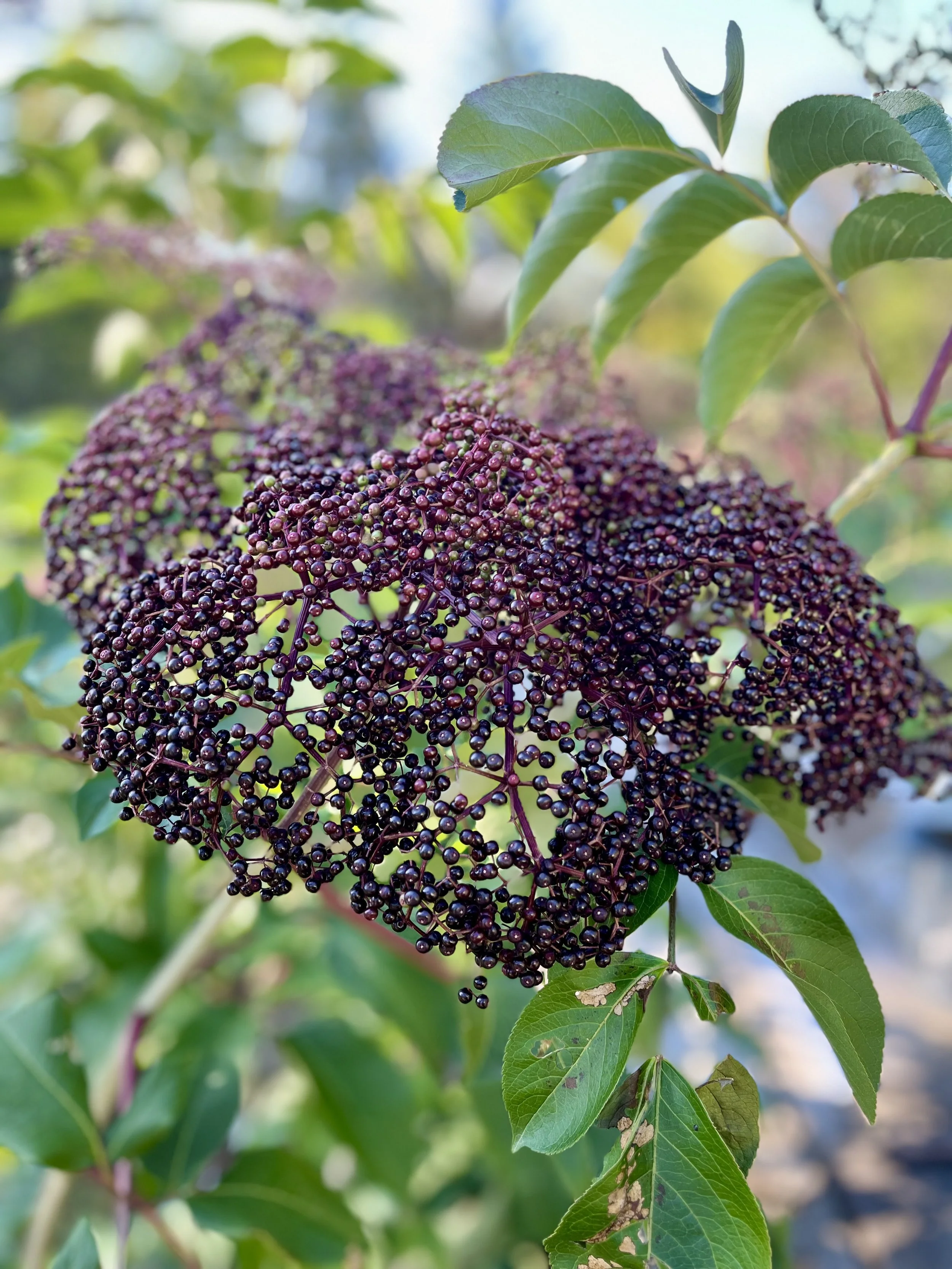 Introducing Elderfrost Nursery