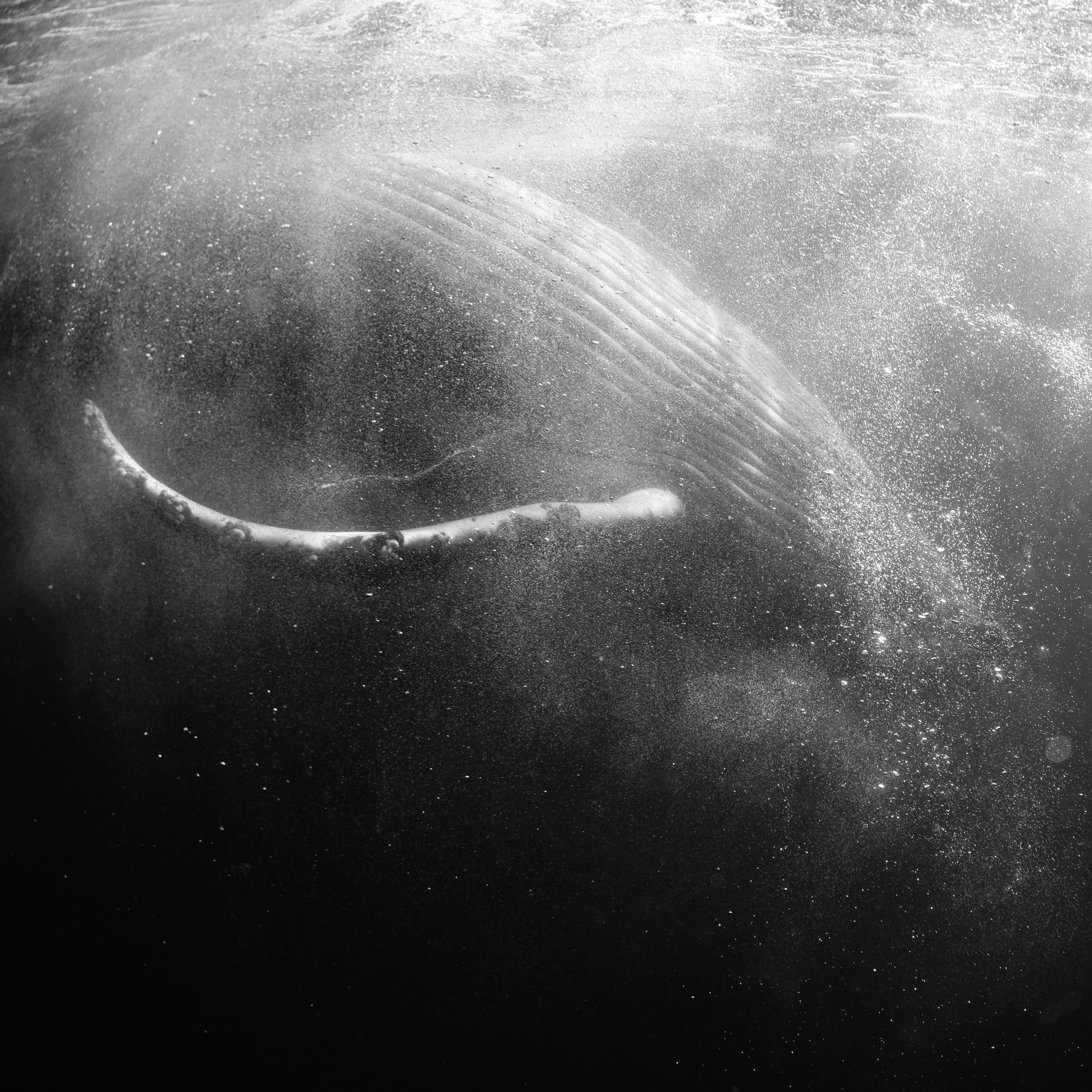 _F8A0297 2.JPG