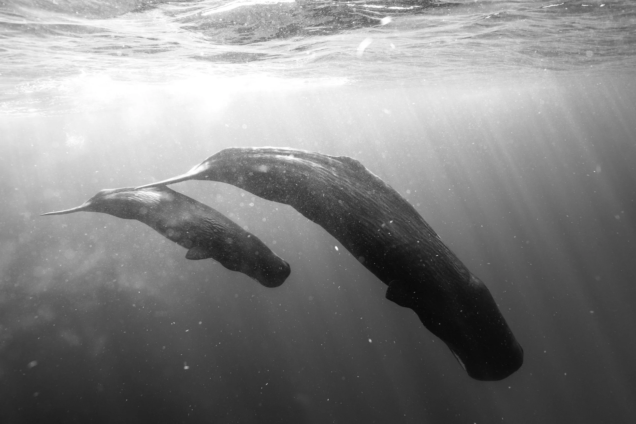 Sperm Whale - Dominica 