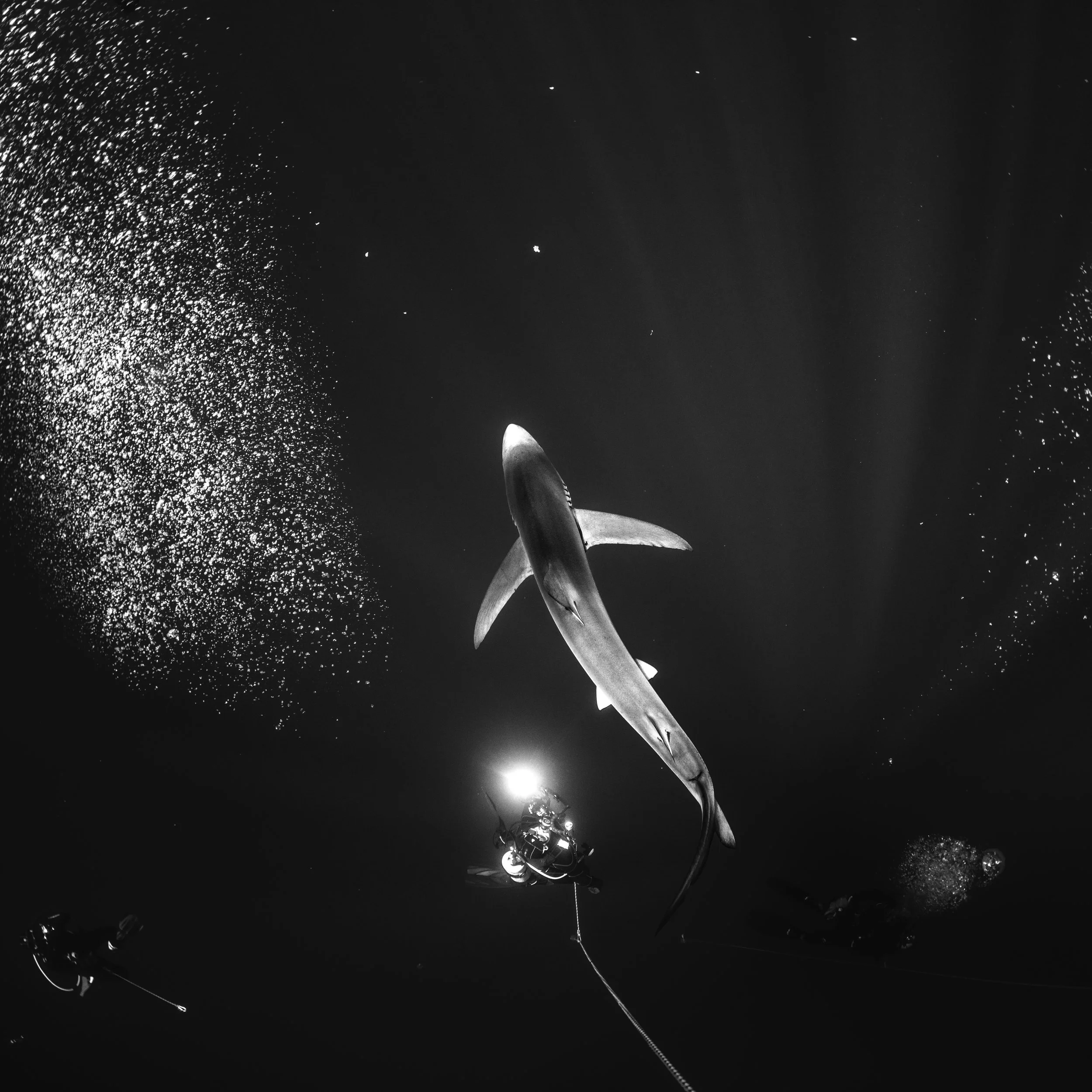 _F8A2264.jpg