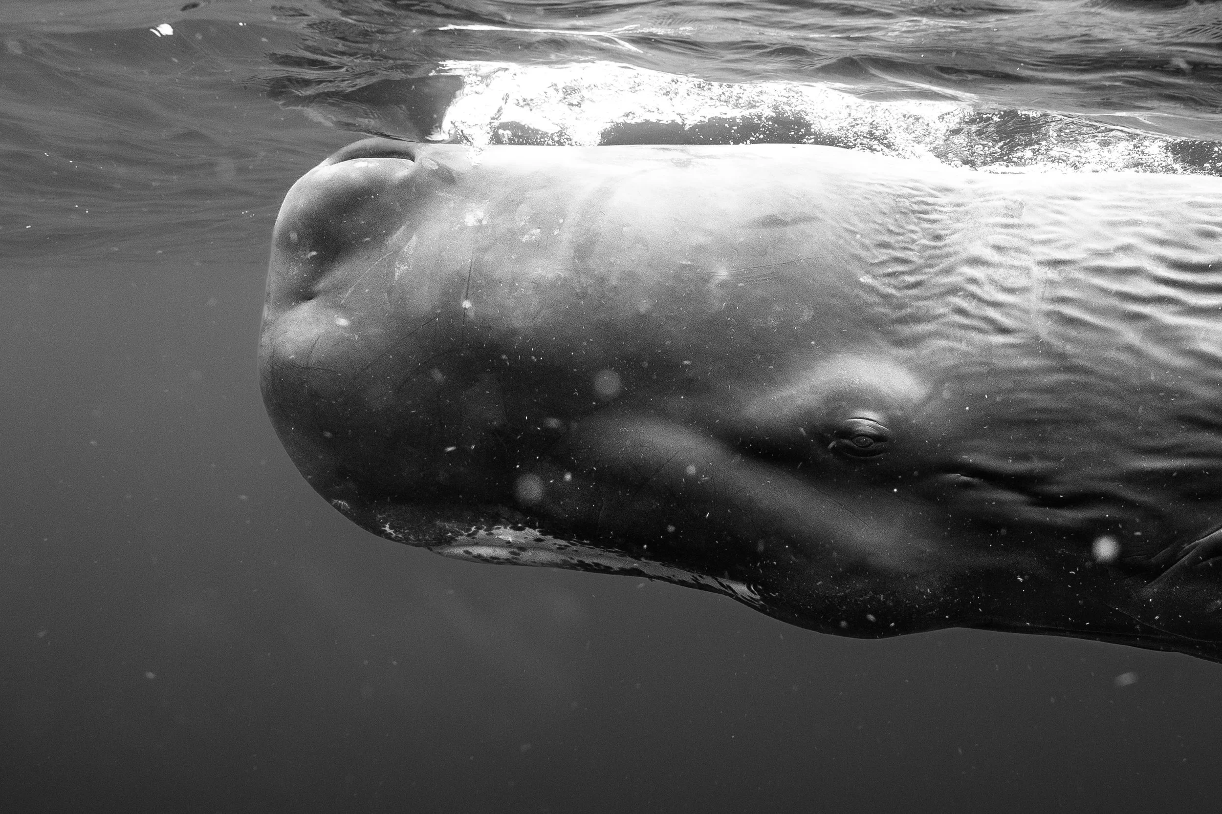 Sperm Whale - Dominica 