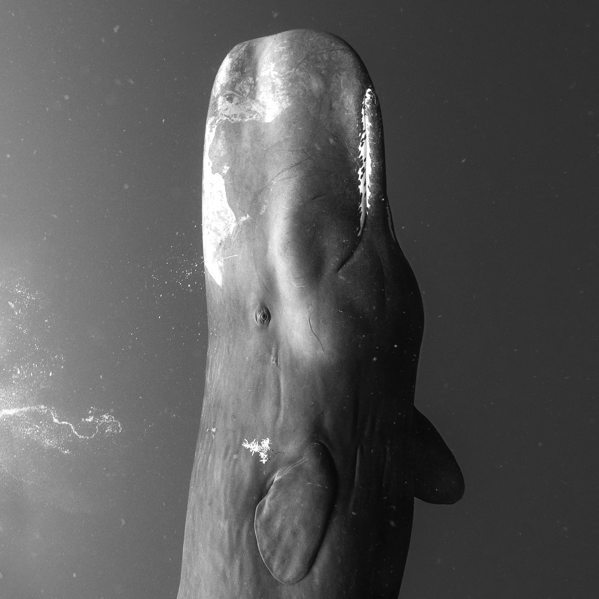 Sperm Whale - Dominica 